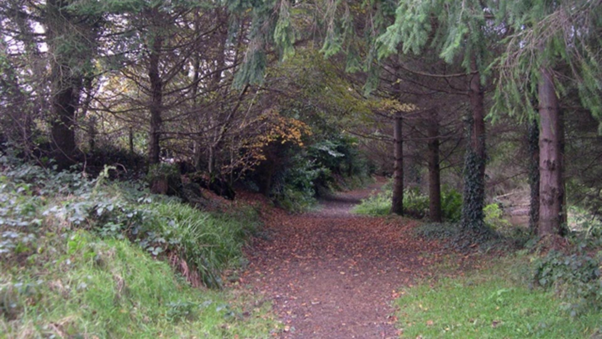 Ballymoyer Woodland