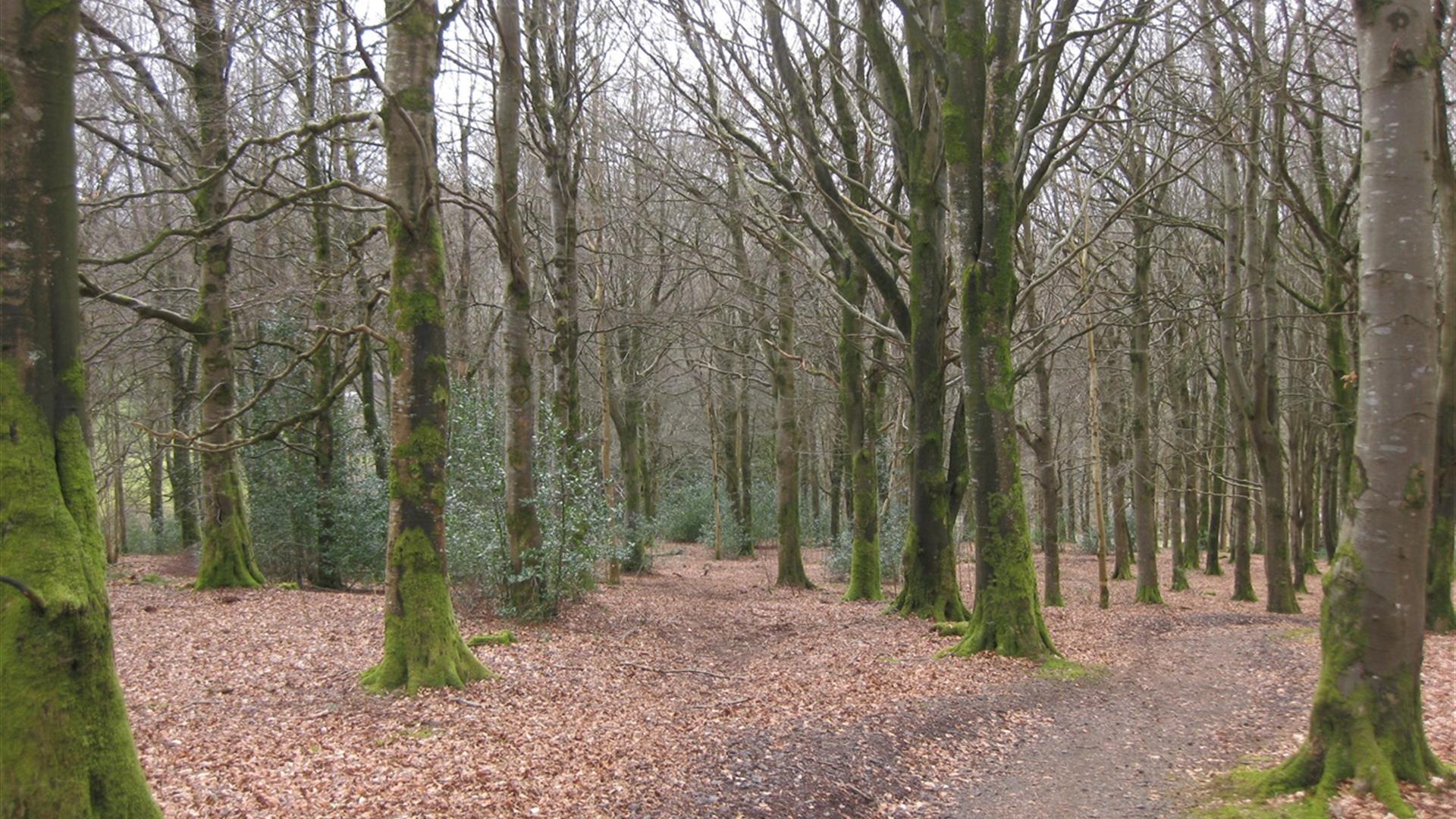 Moydamlaght Forest - Short Trail