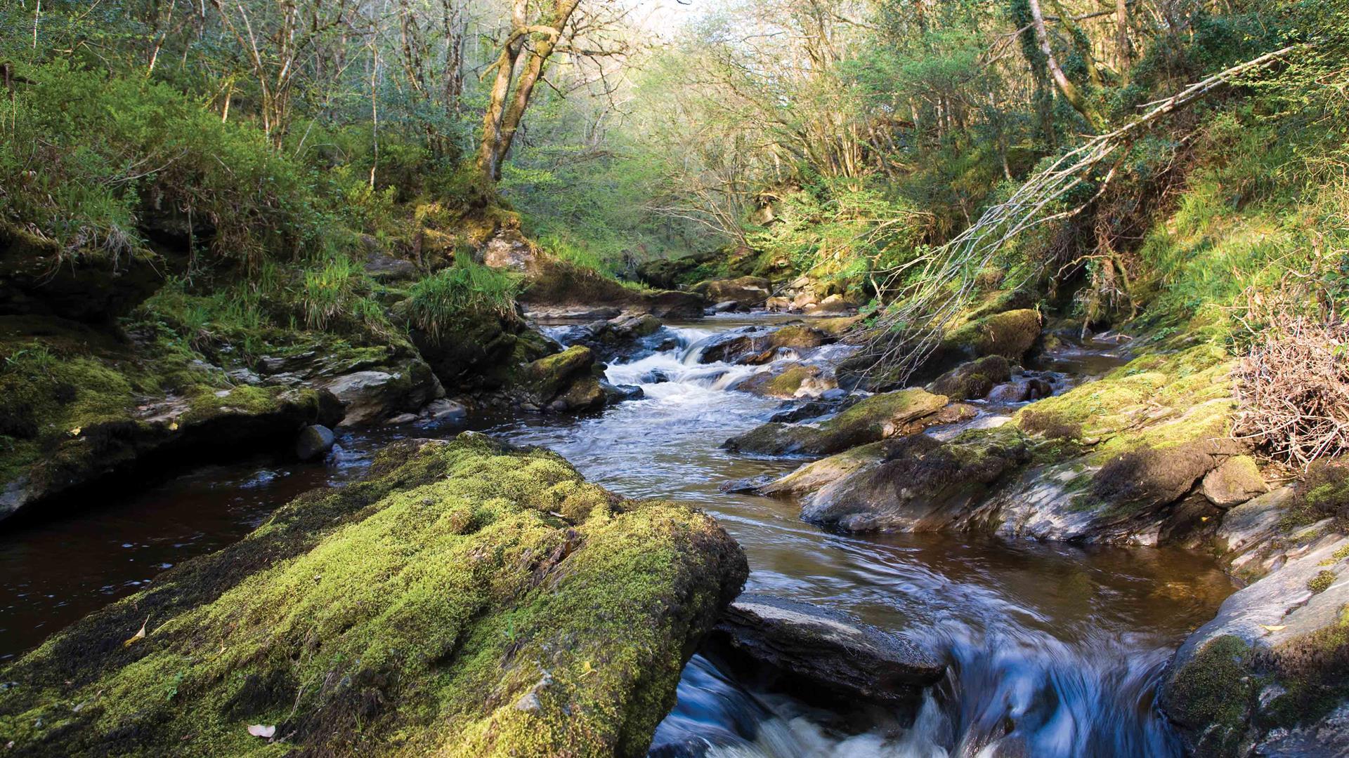 An image of Ness and Ervey Woods Nature Reserves