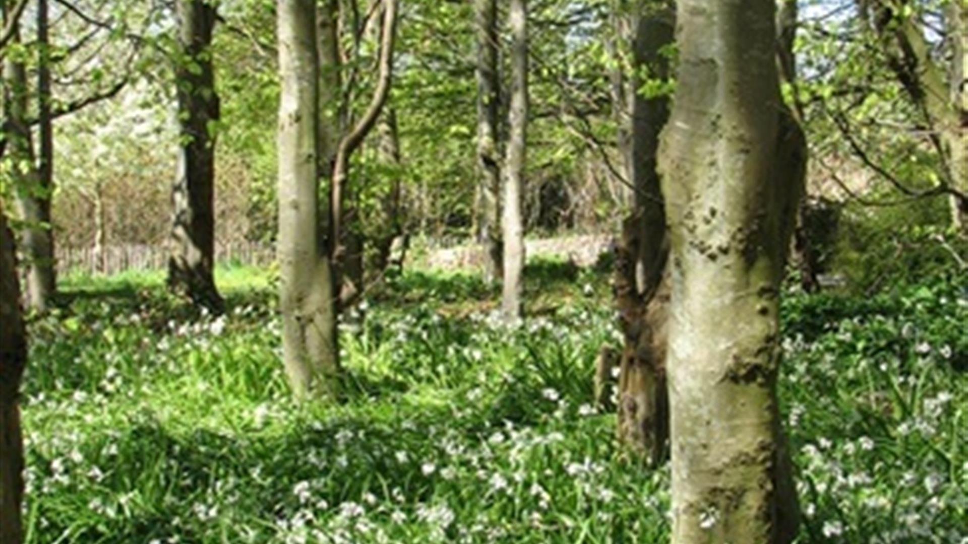 Carnfunnock Biodiversity Walk