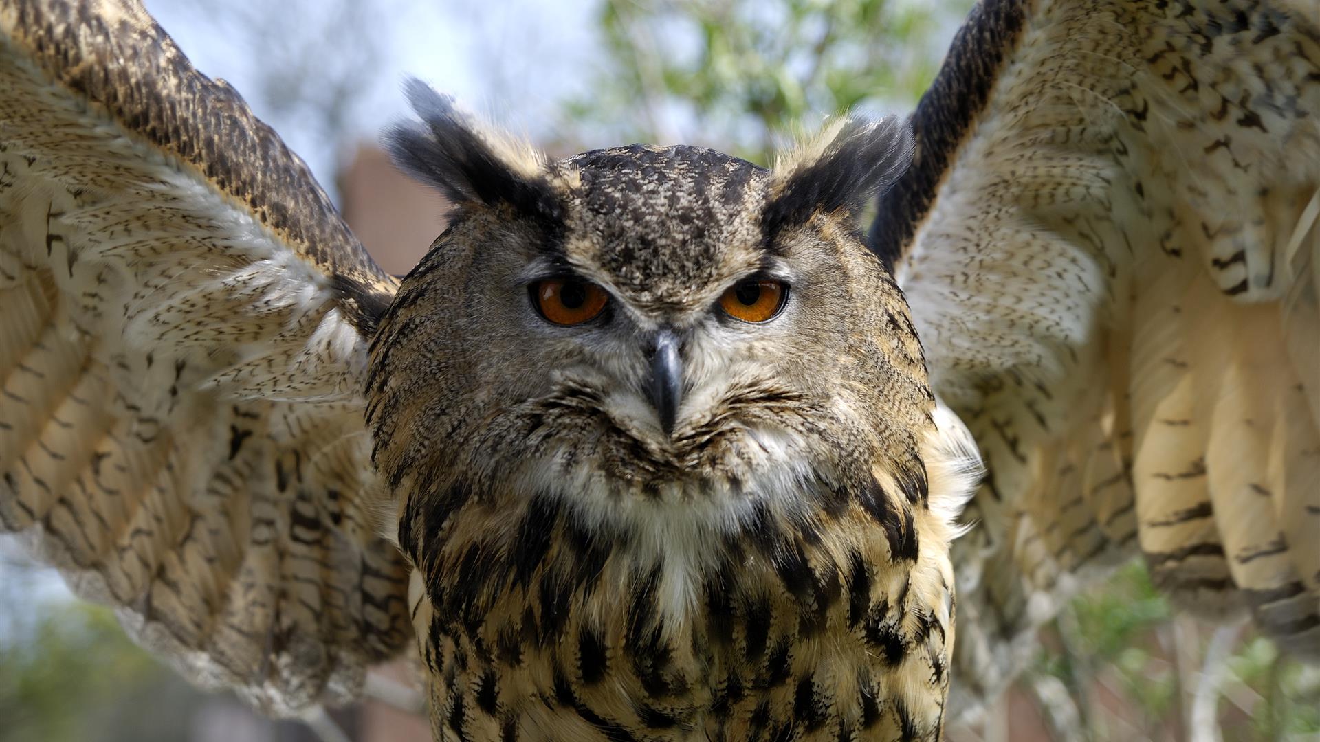 A closeup picture of an eagle owl flapping its wings.