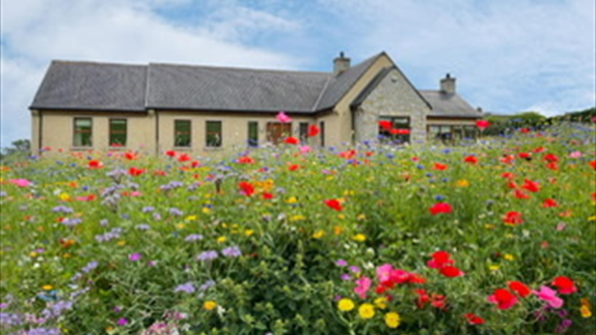 Beautiful modern bungalow with wild flowers growing in the garden