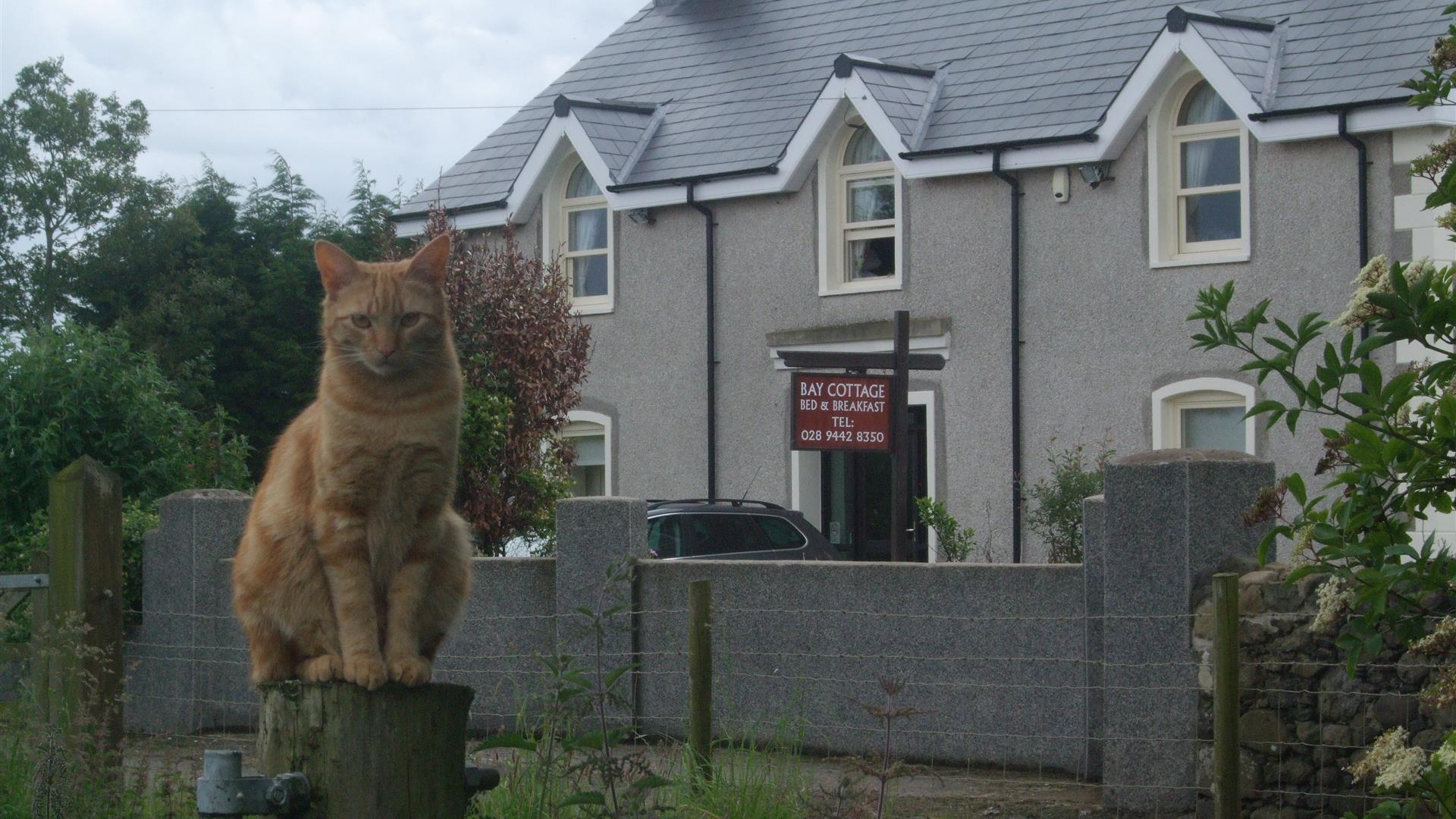 Front exterior of BnB with a sign and an orange cat.