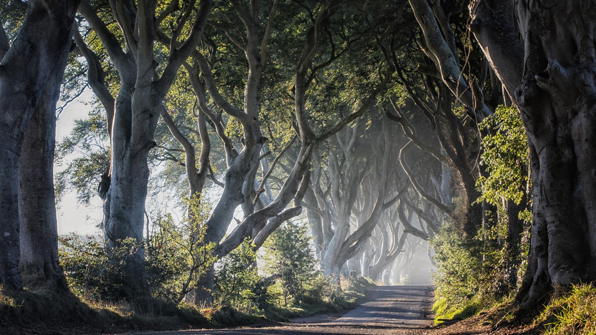 The Dark Hedges Ballymoney Discover Northern Ireland