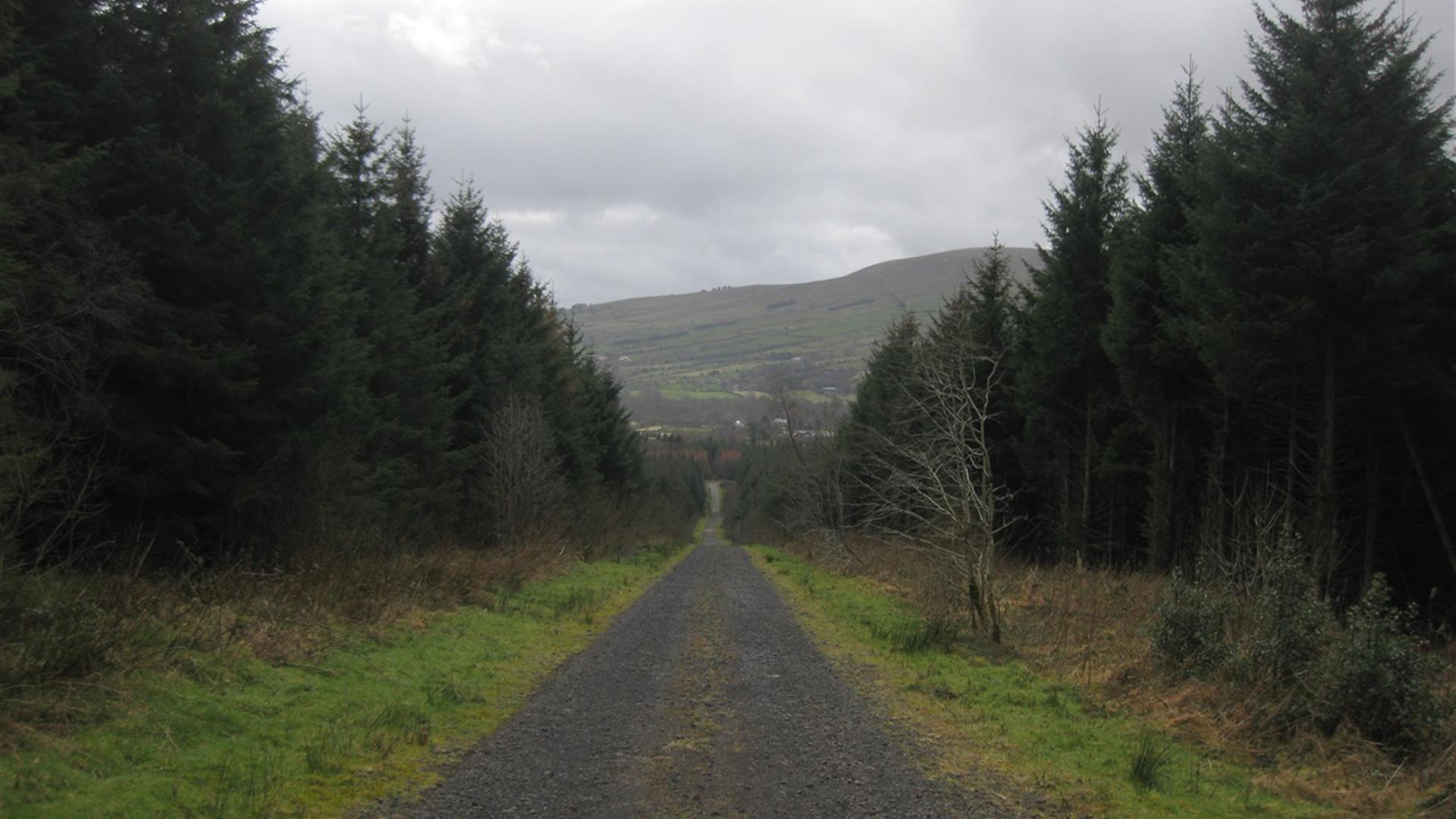 Moydamlaght Forest - Medium Trail