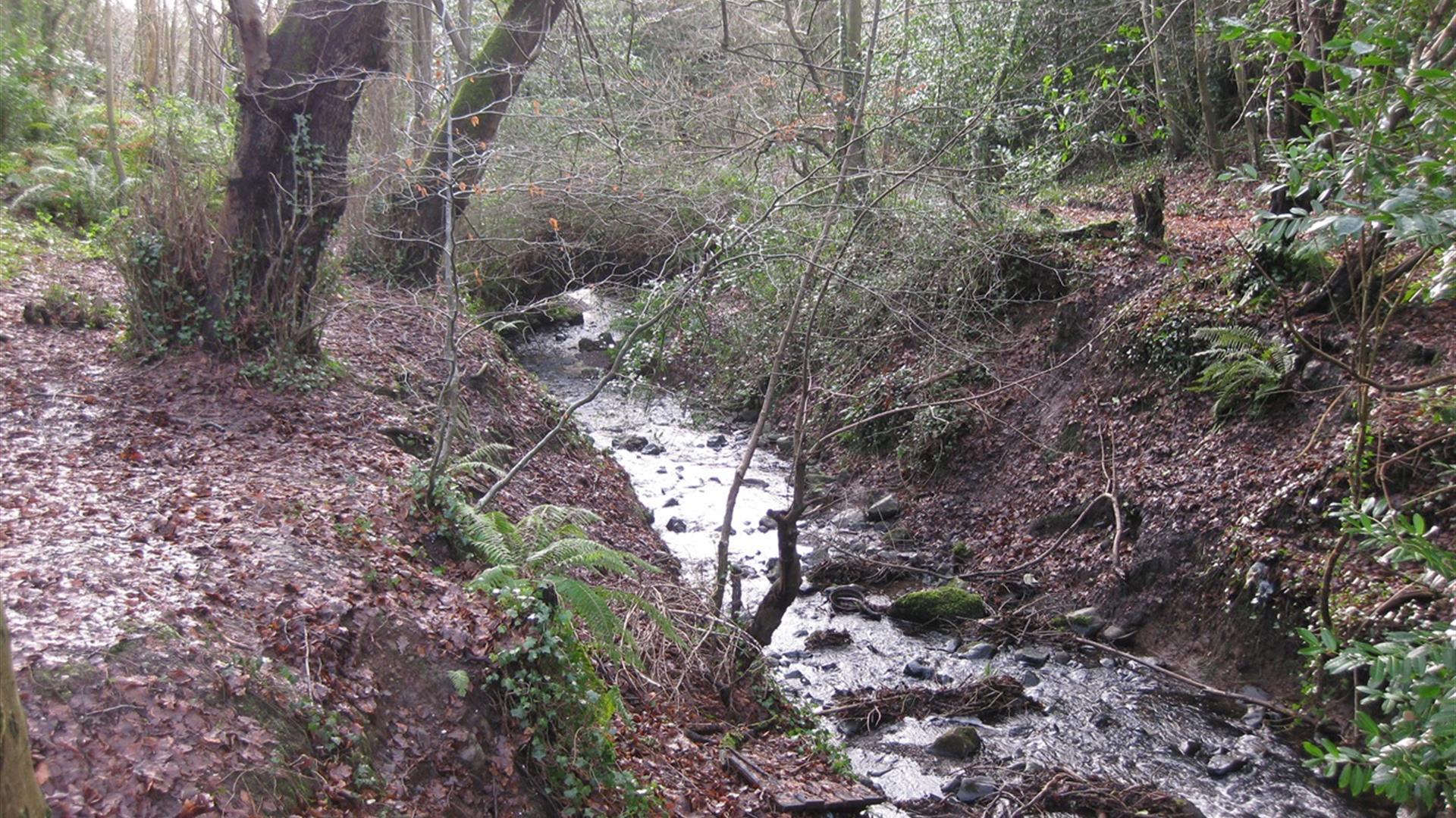 Oakfield Glen and Bashfordsland Wood Walk