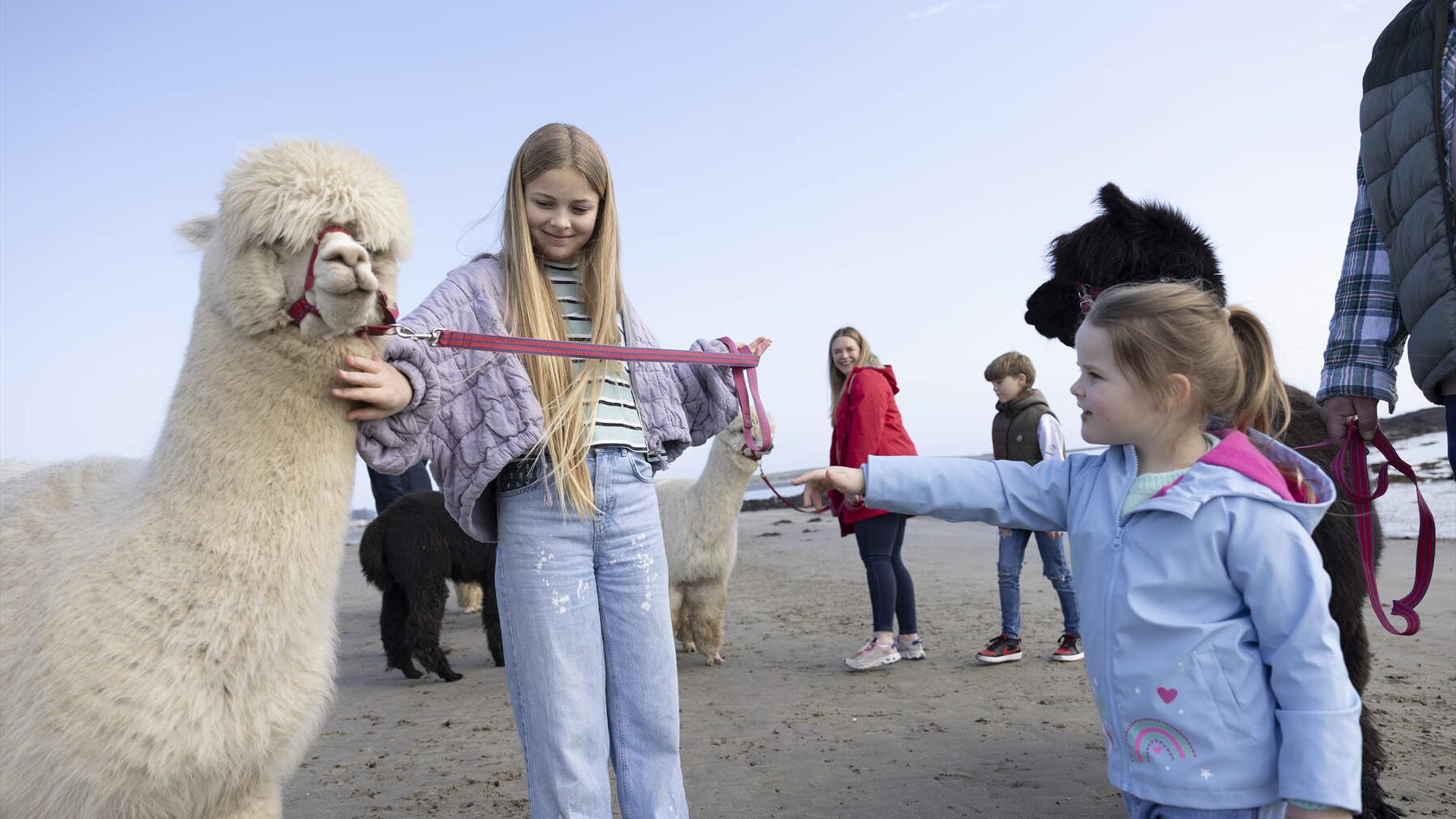 Cranfield Alpacas Experience