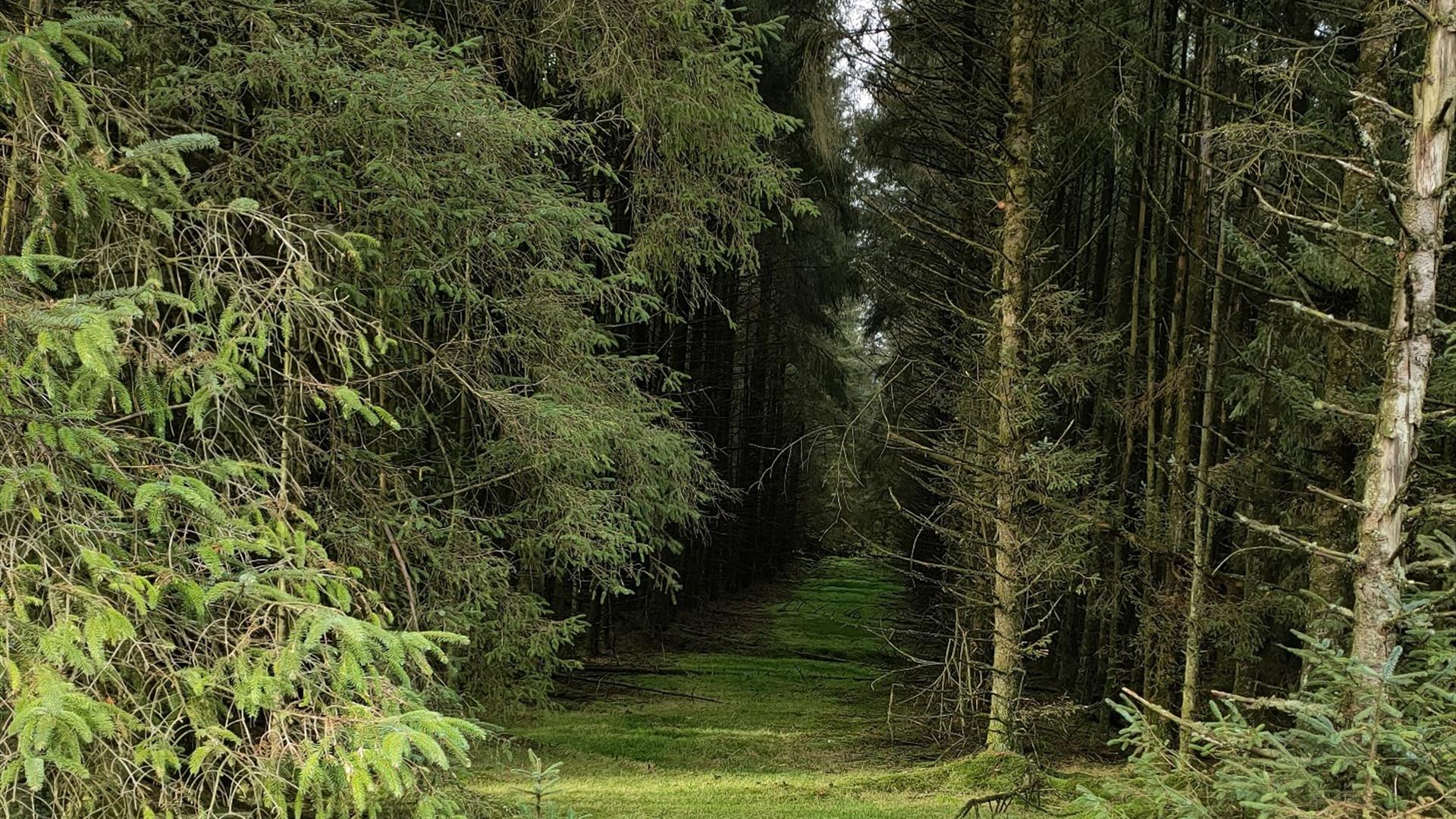 Image of a green path through trees at Davagh