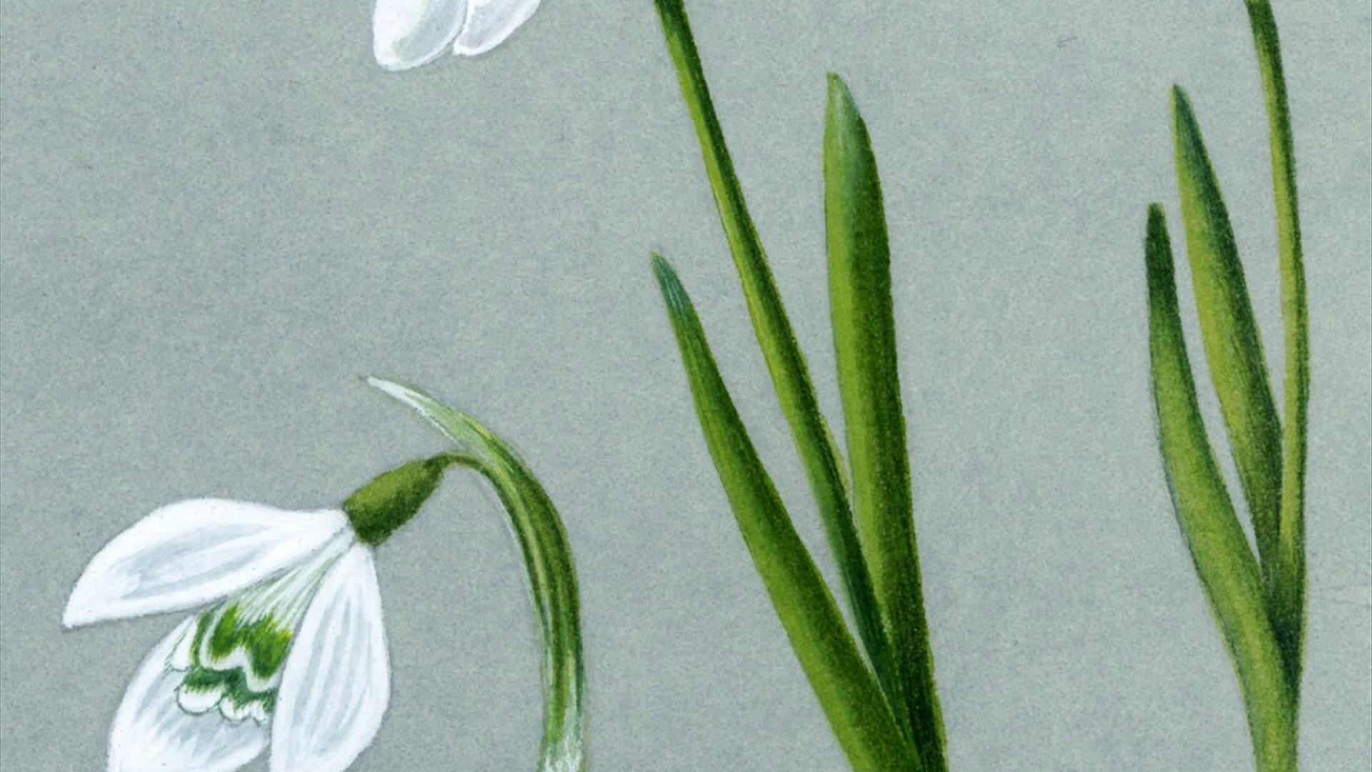 Snowdrop