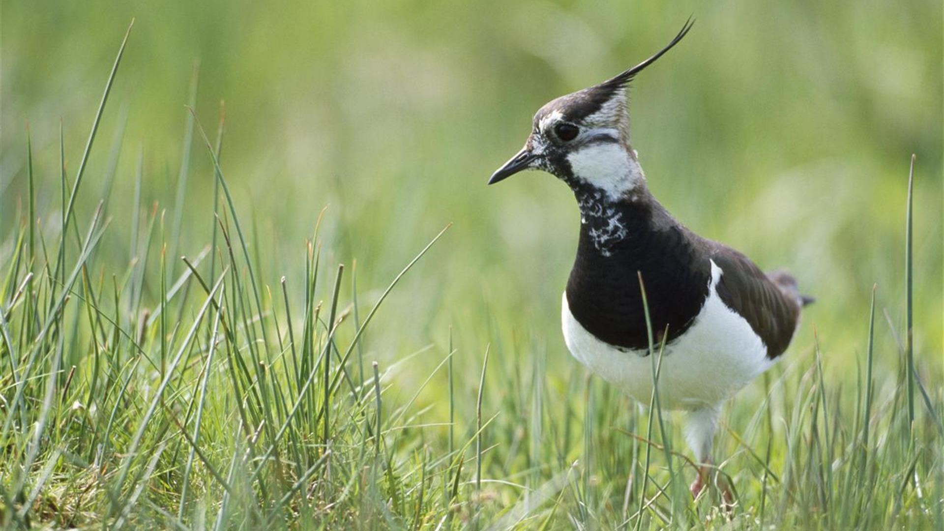 Portmore Lough Nature Reserve