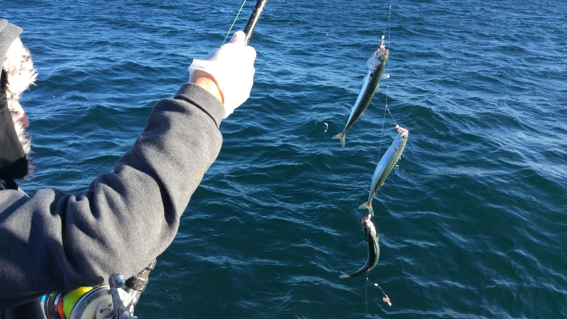 Amberjack Sea Angling Trips