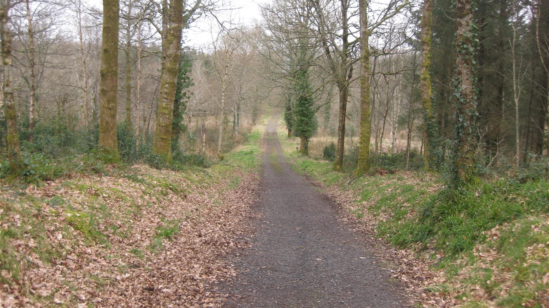 Derrynoyd Wood Trail Draperstown Discover Northern Ireland