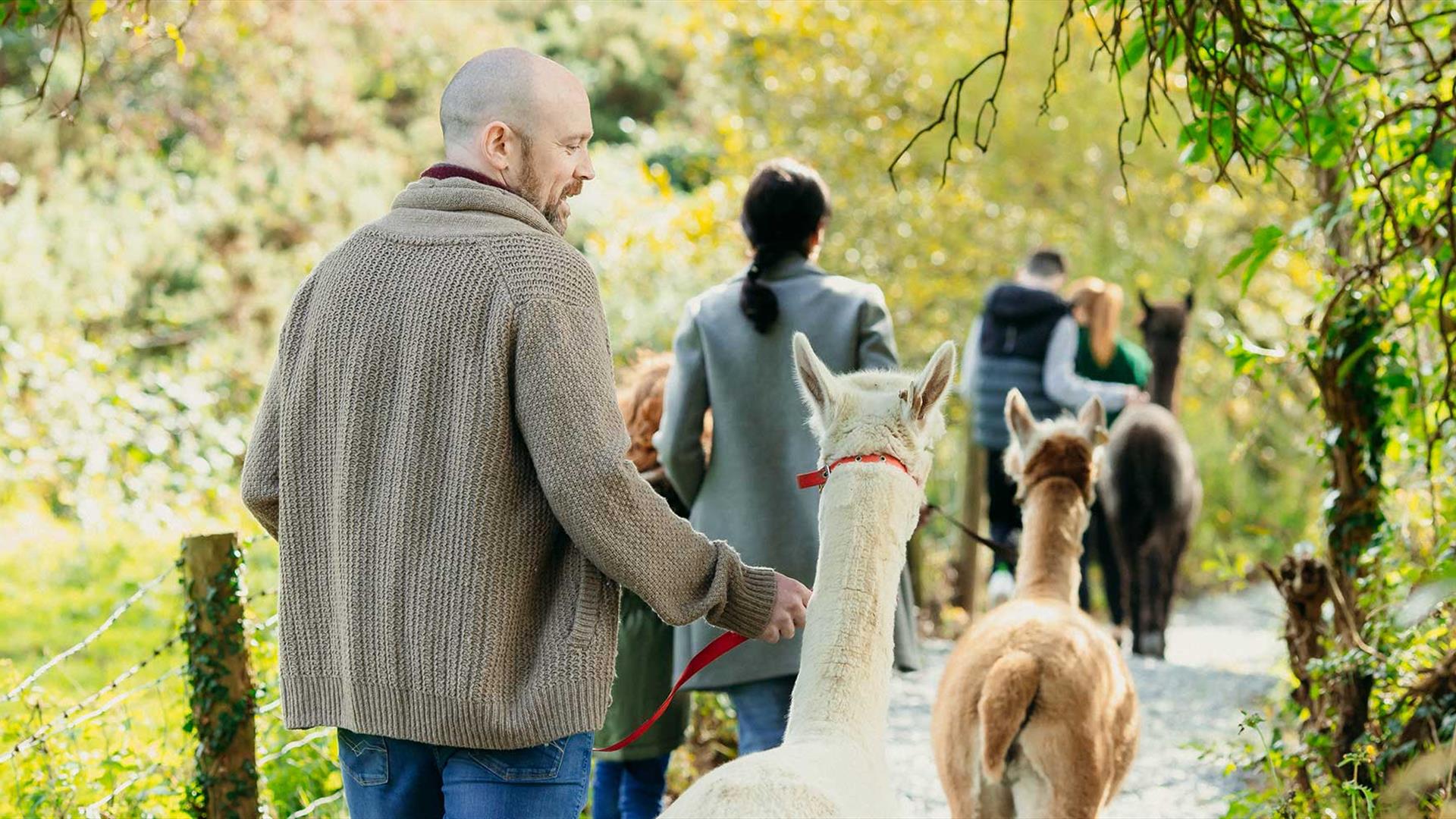 Group taking part in Alpaca Trekking at Ballyburren Outdoor Escapes