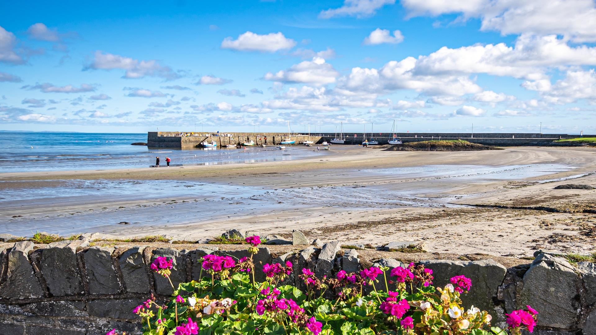 A photo of Ballywalter harbour on a bright day with pink flowers to the forefront of the image