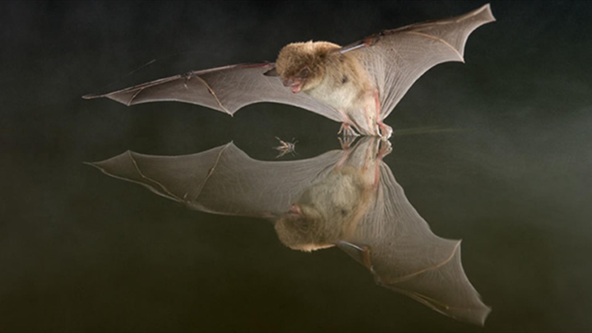 Bats Along the Lagan