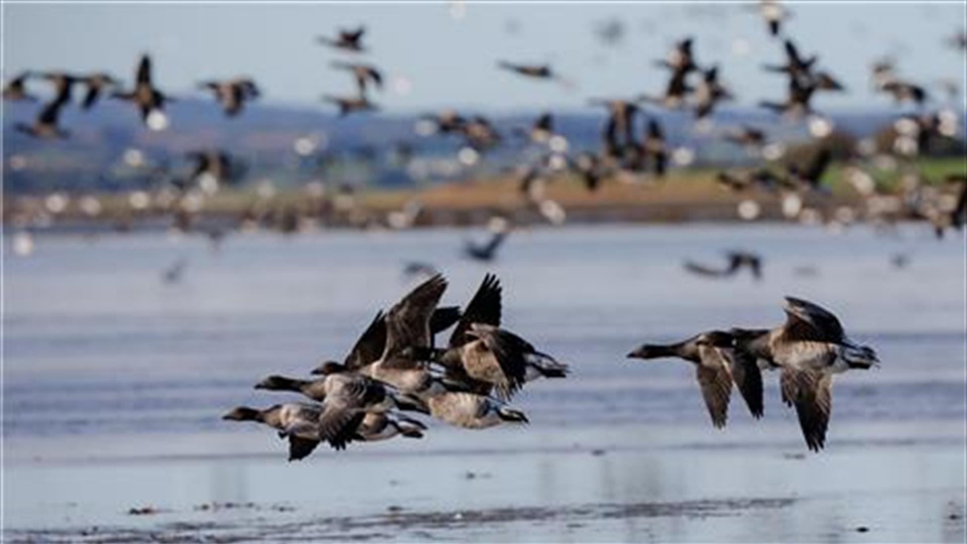 Brent Geese flying over the waters at Strangford Lough