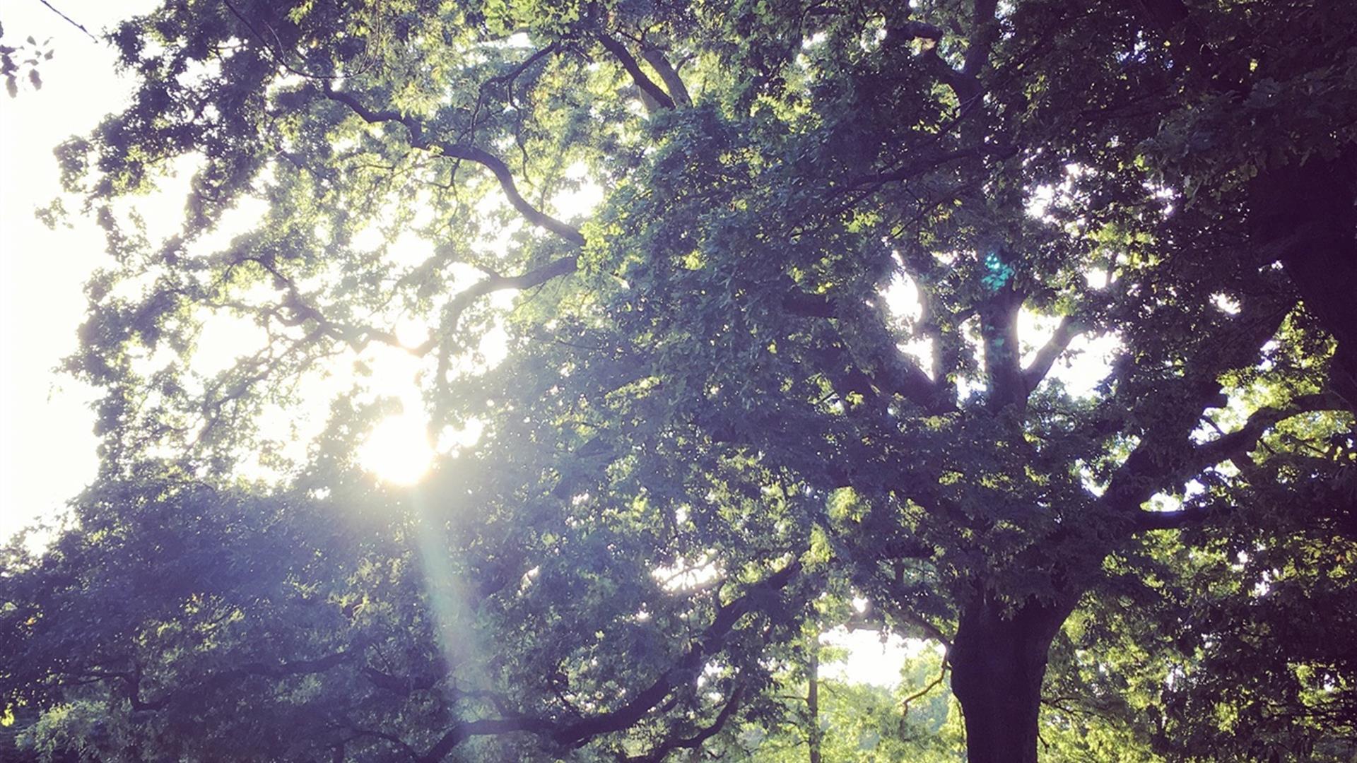 Clement Wilson Park