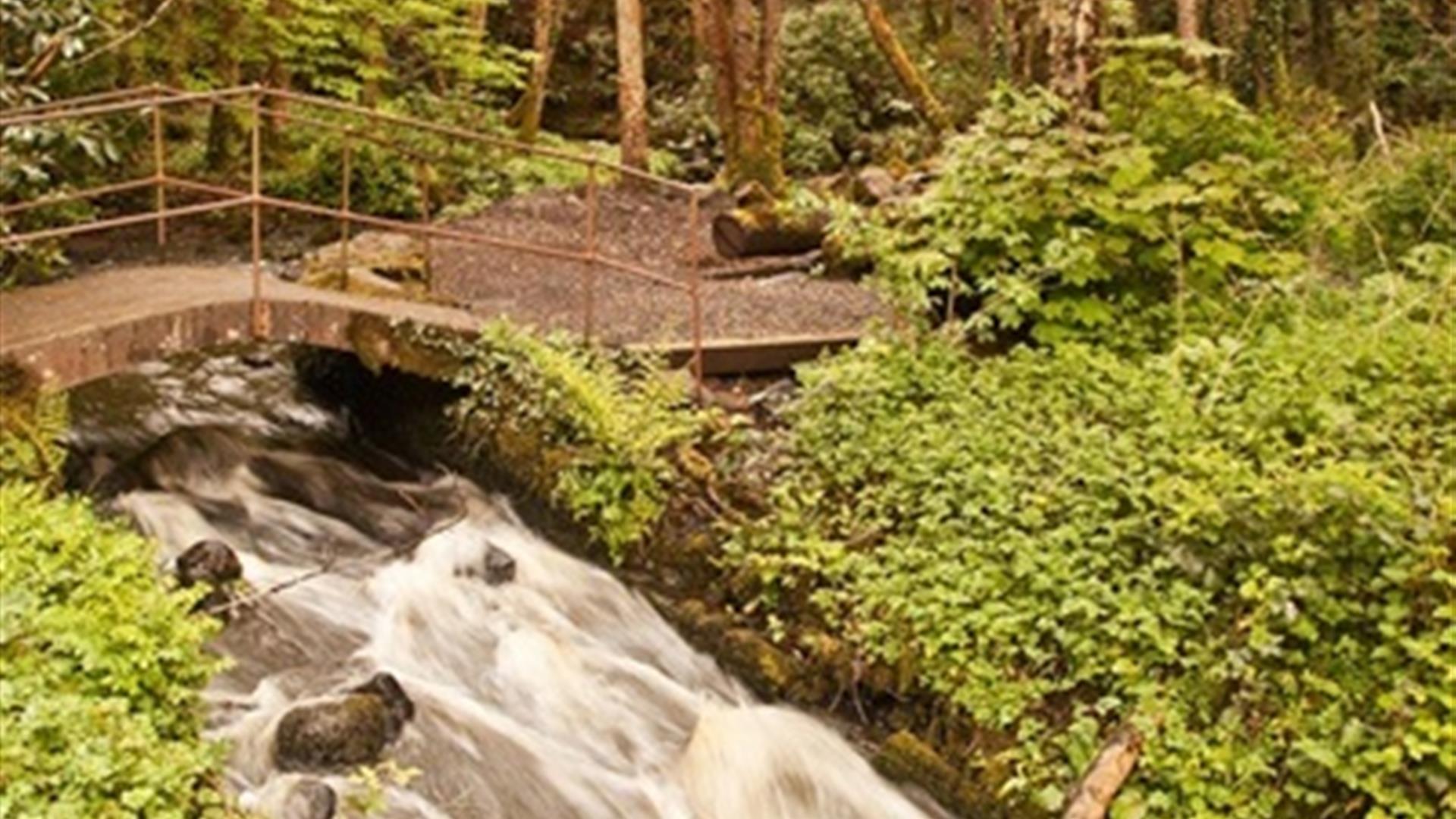 Downhill Forest Mill Trail