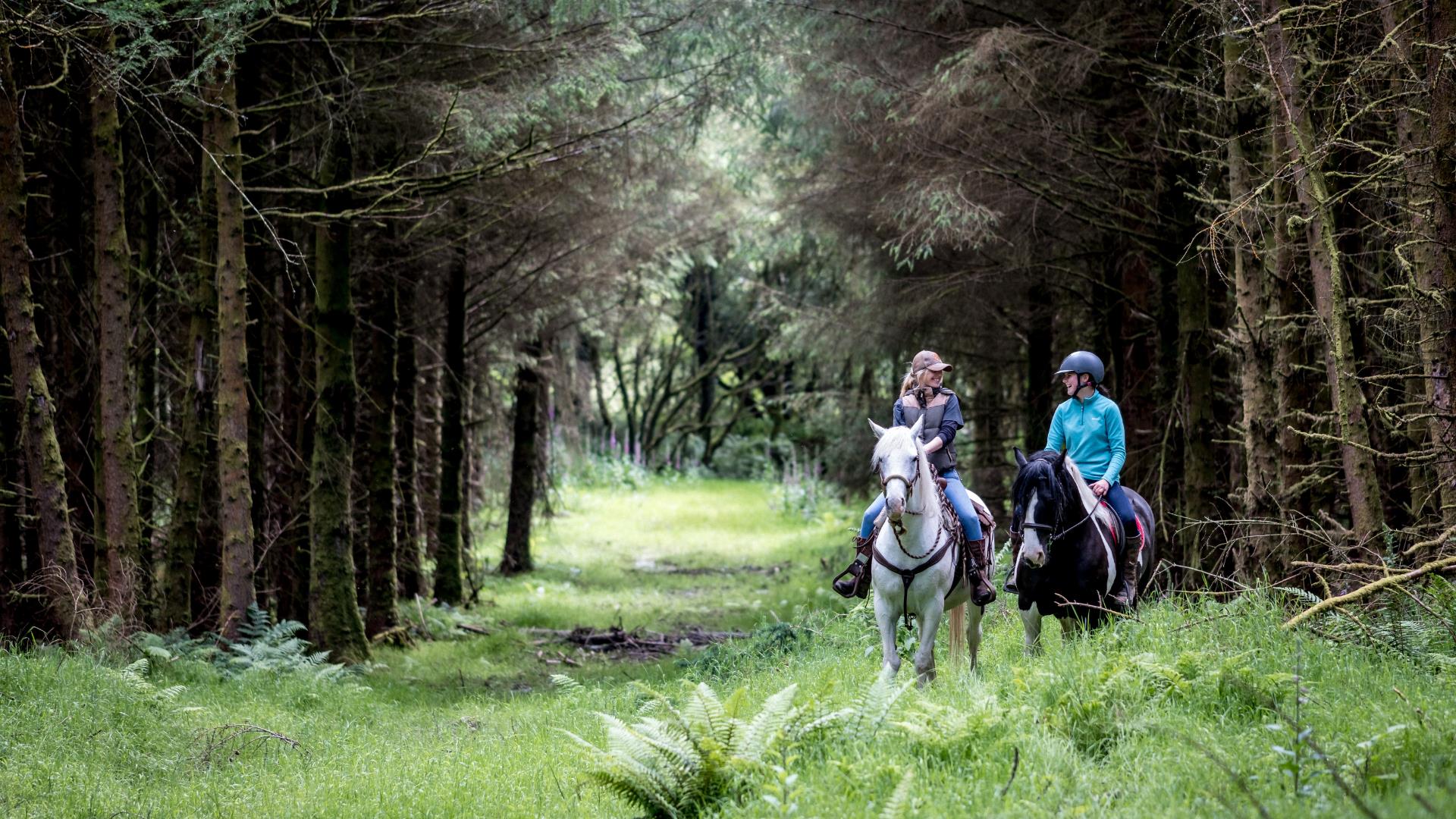 Two riding horses in a woodland