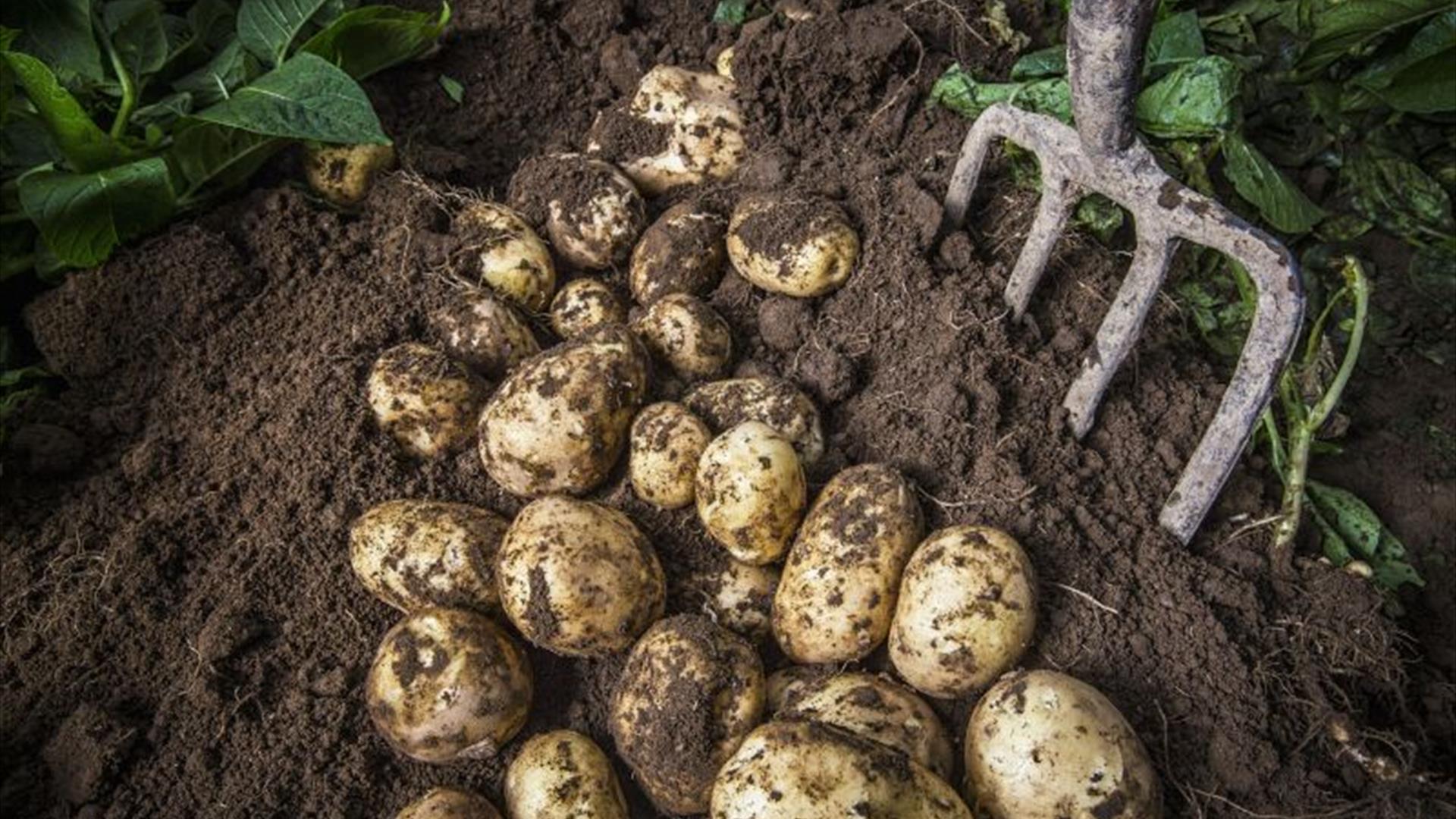 Fork digging up fresh Comber Earlies potatoes from the earth