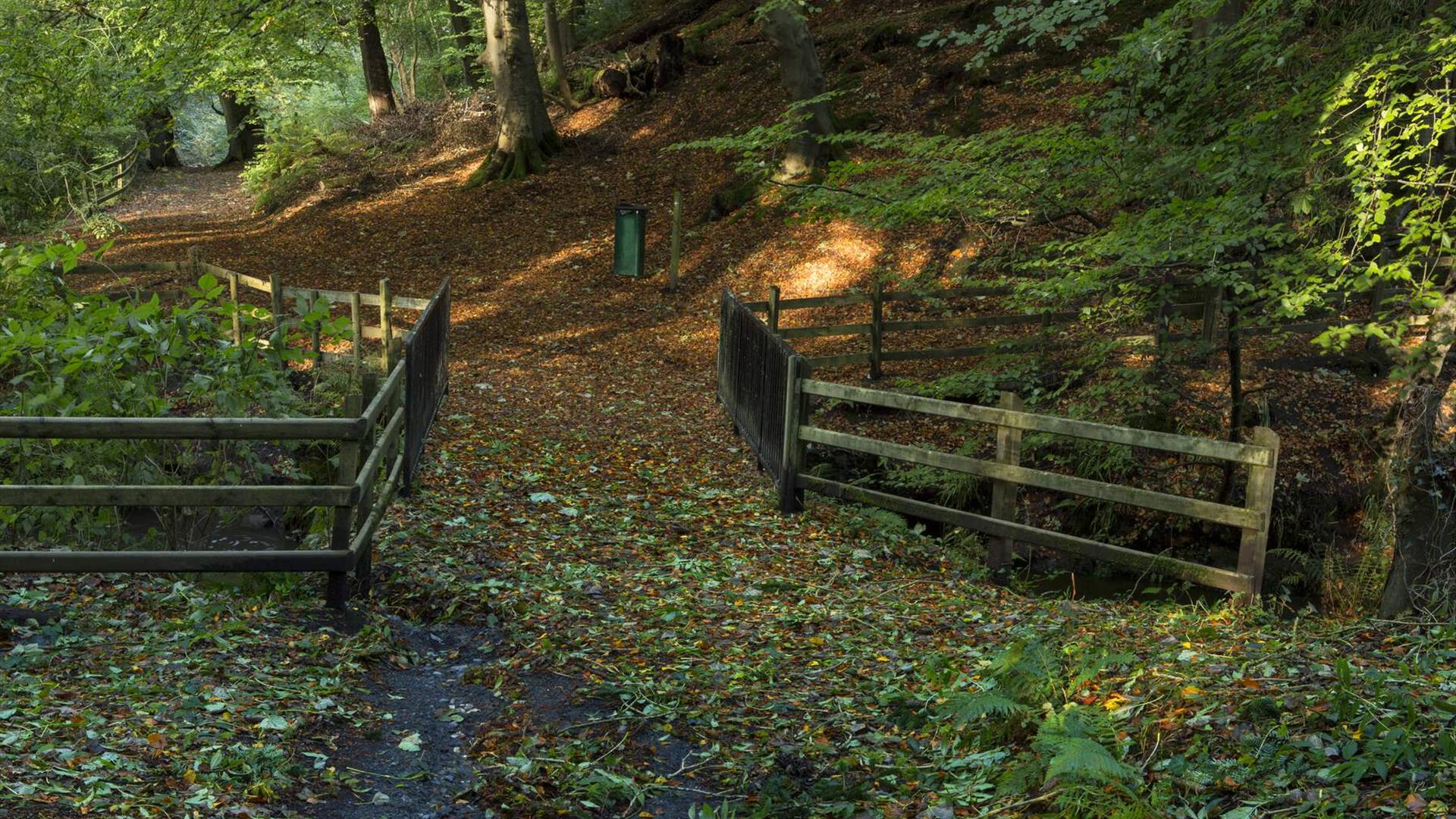 Leafy pathway through the country park