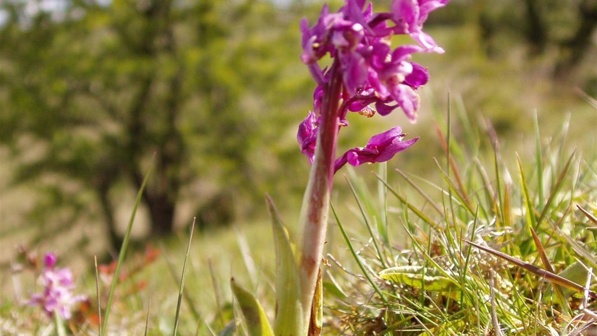 Image is a close up of a pink wild flower in a field