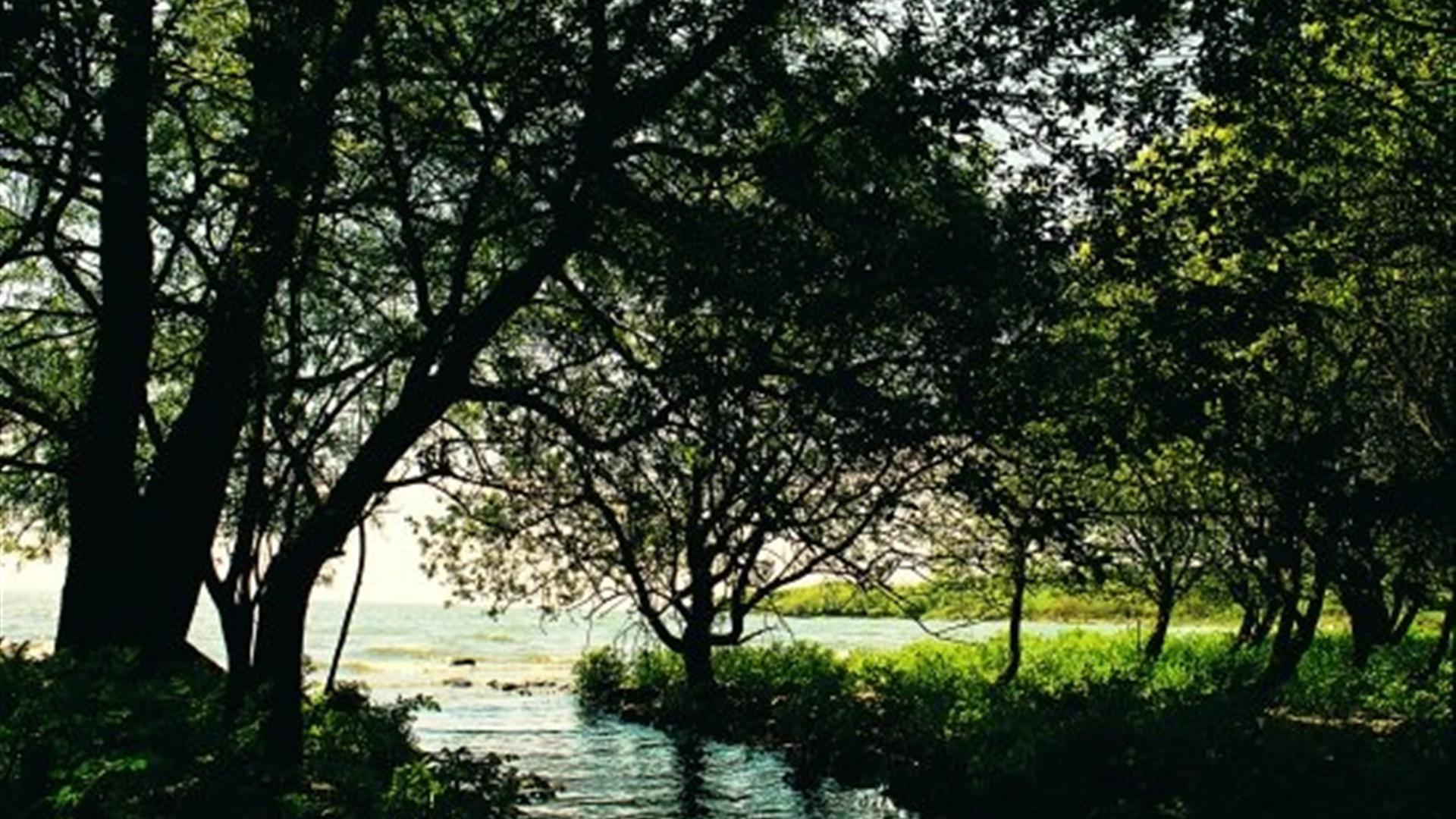 A wooded area with a river flowing into a lake.