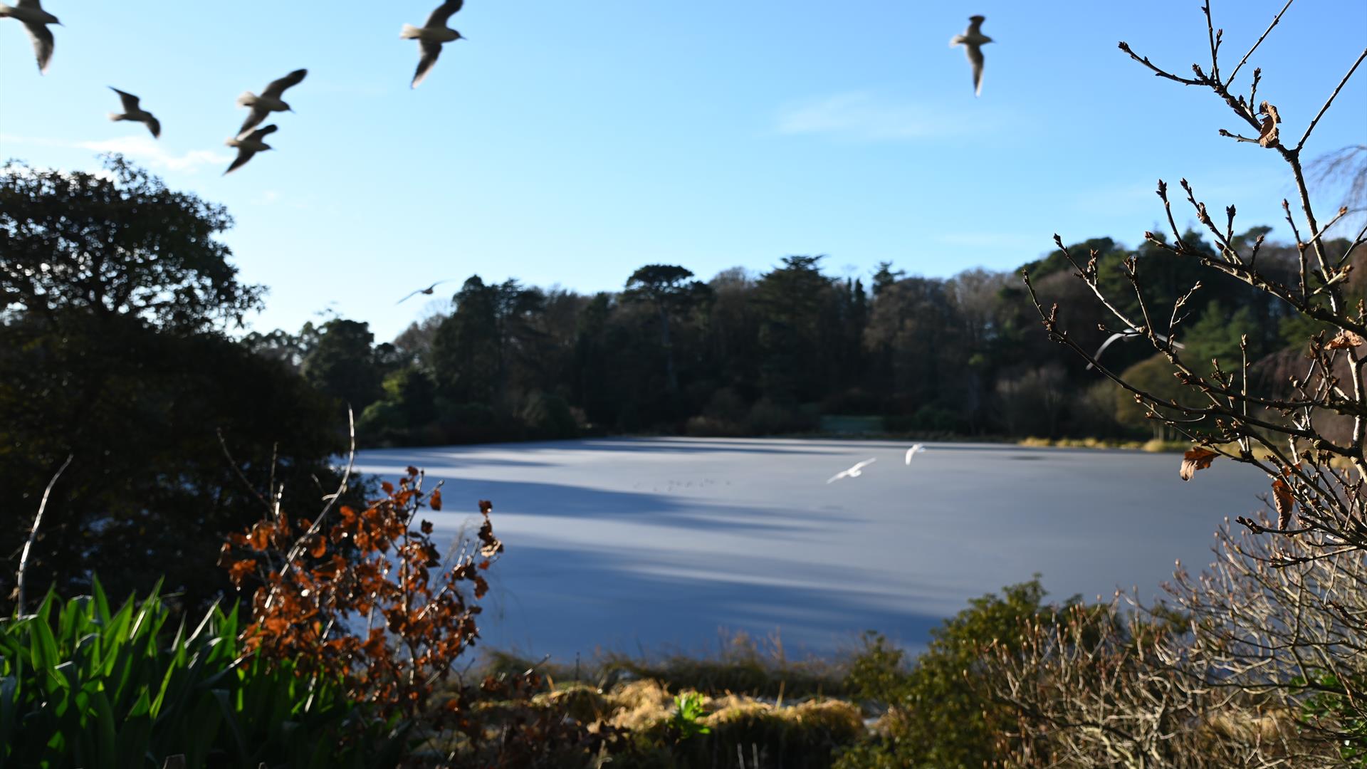 December Winter Walks at Mount Stewart