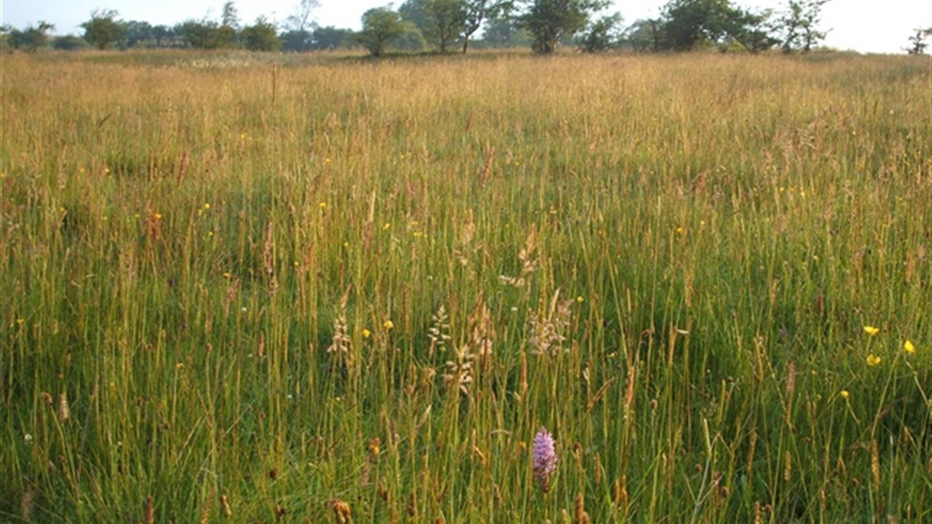 Slievenacloy - Priest's Hill