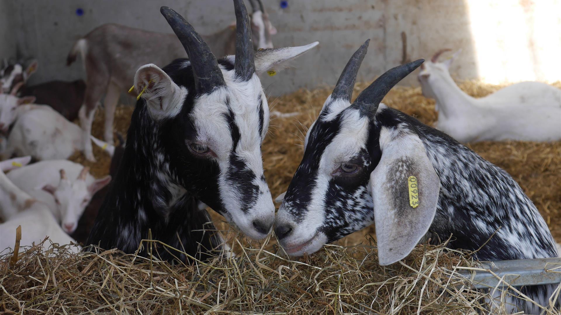 Broughgammon Farm - Économusée Artisans