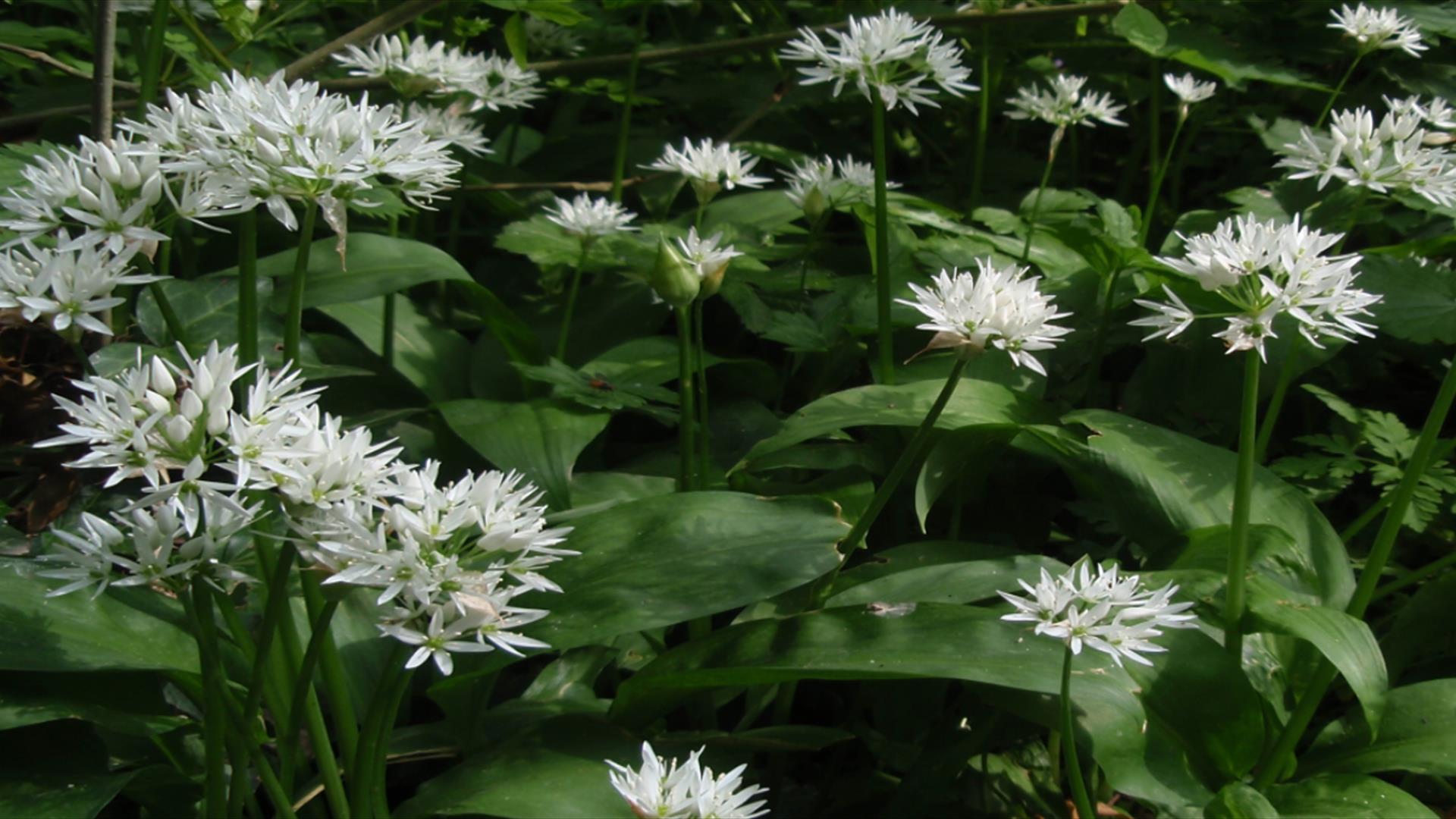 Spring Forage in the Forest