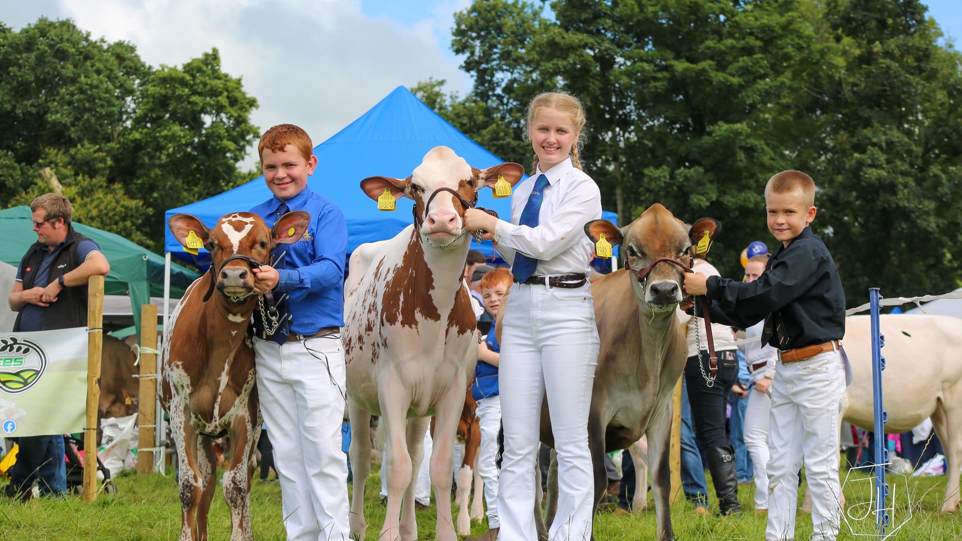 AHV 21st Northern Ireland Multi Breed Calf Show