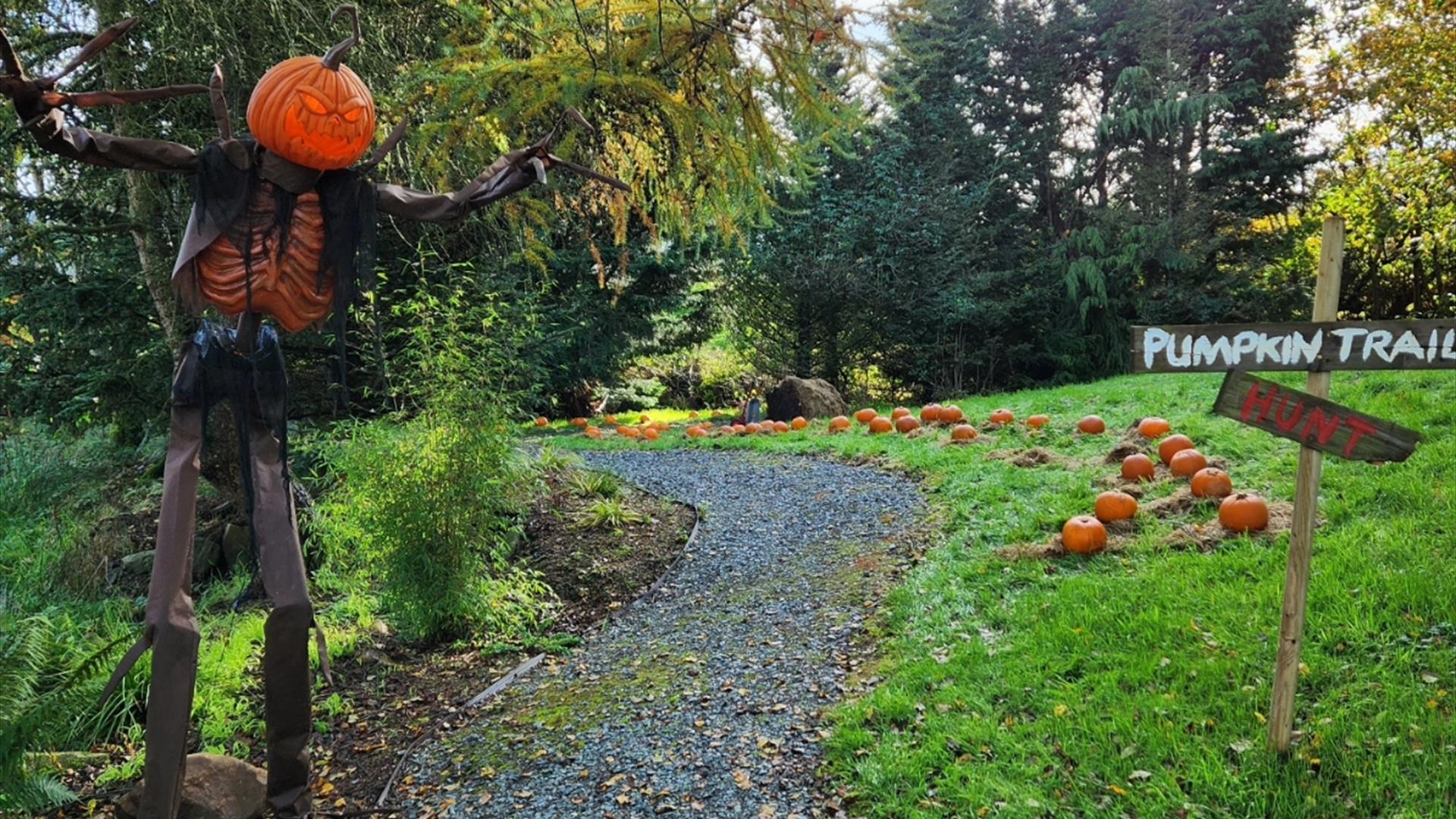 Halloween Pumpkin Patch