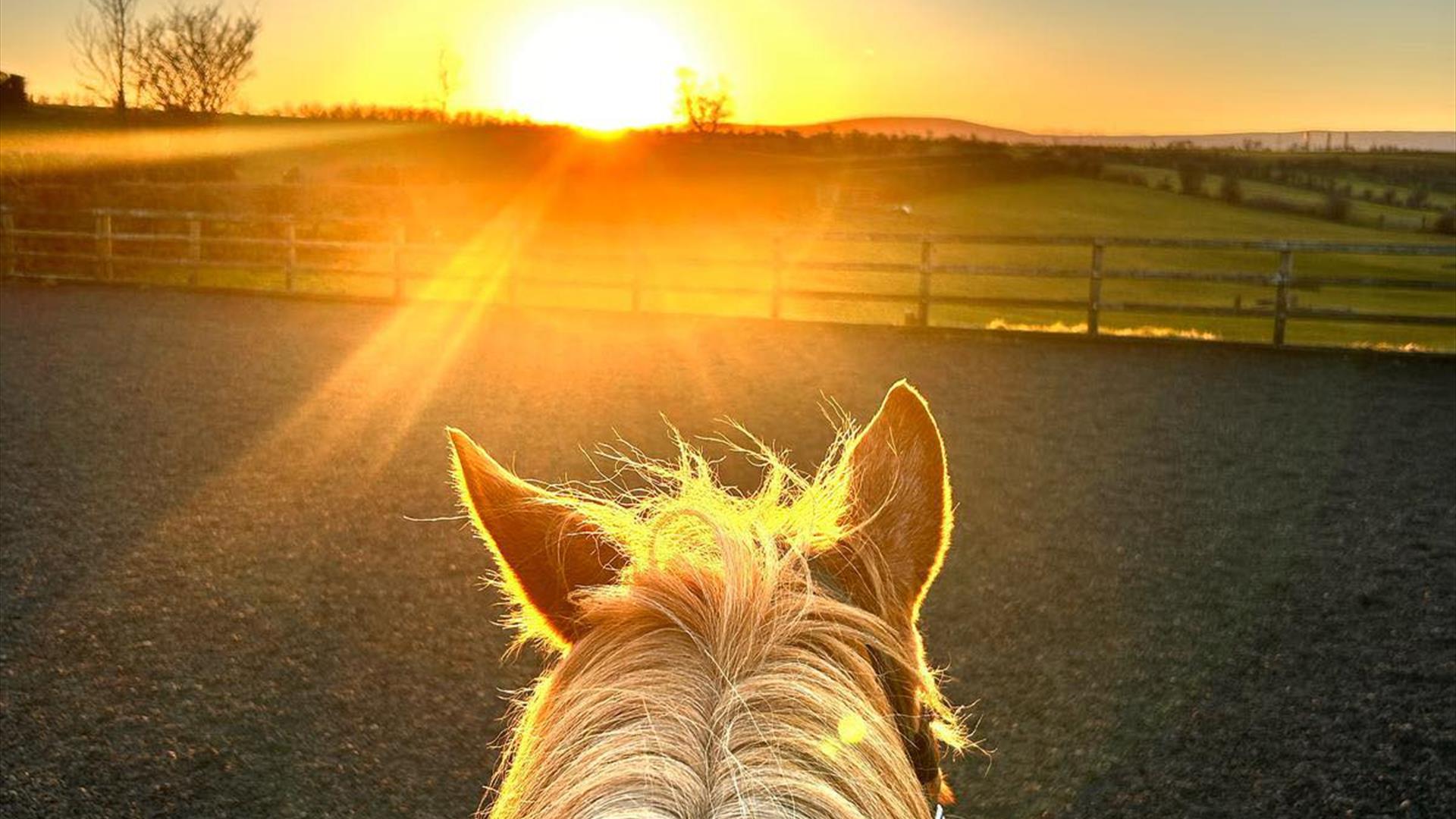Ginger pony facing into sunset with fields in front