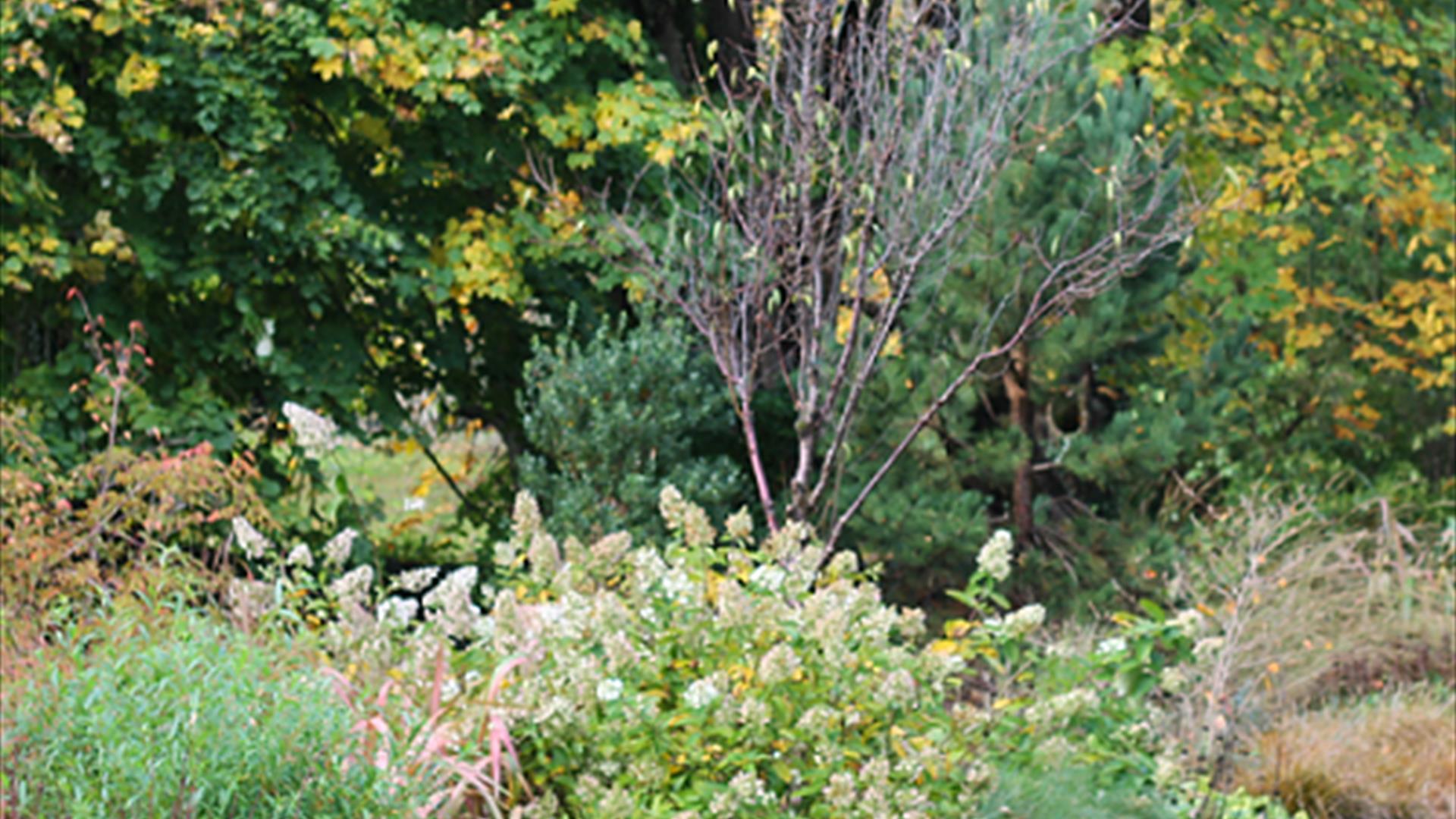 Gardens in autumn bloom