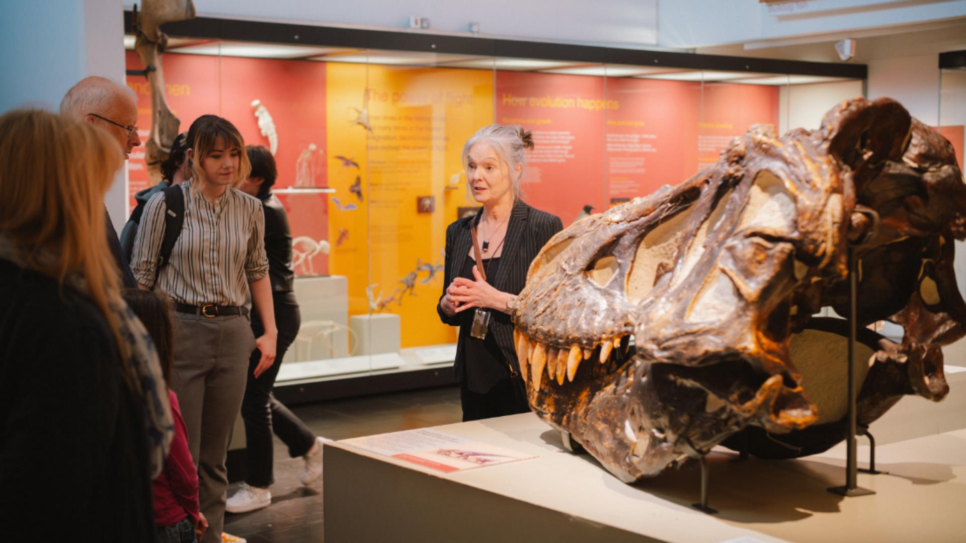 A replica dinosaur skull in the Ulster Museum