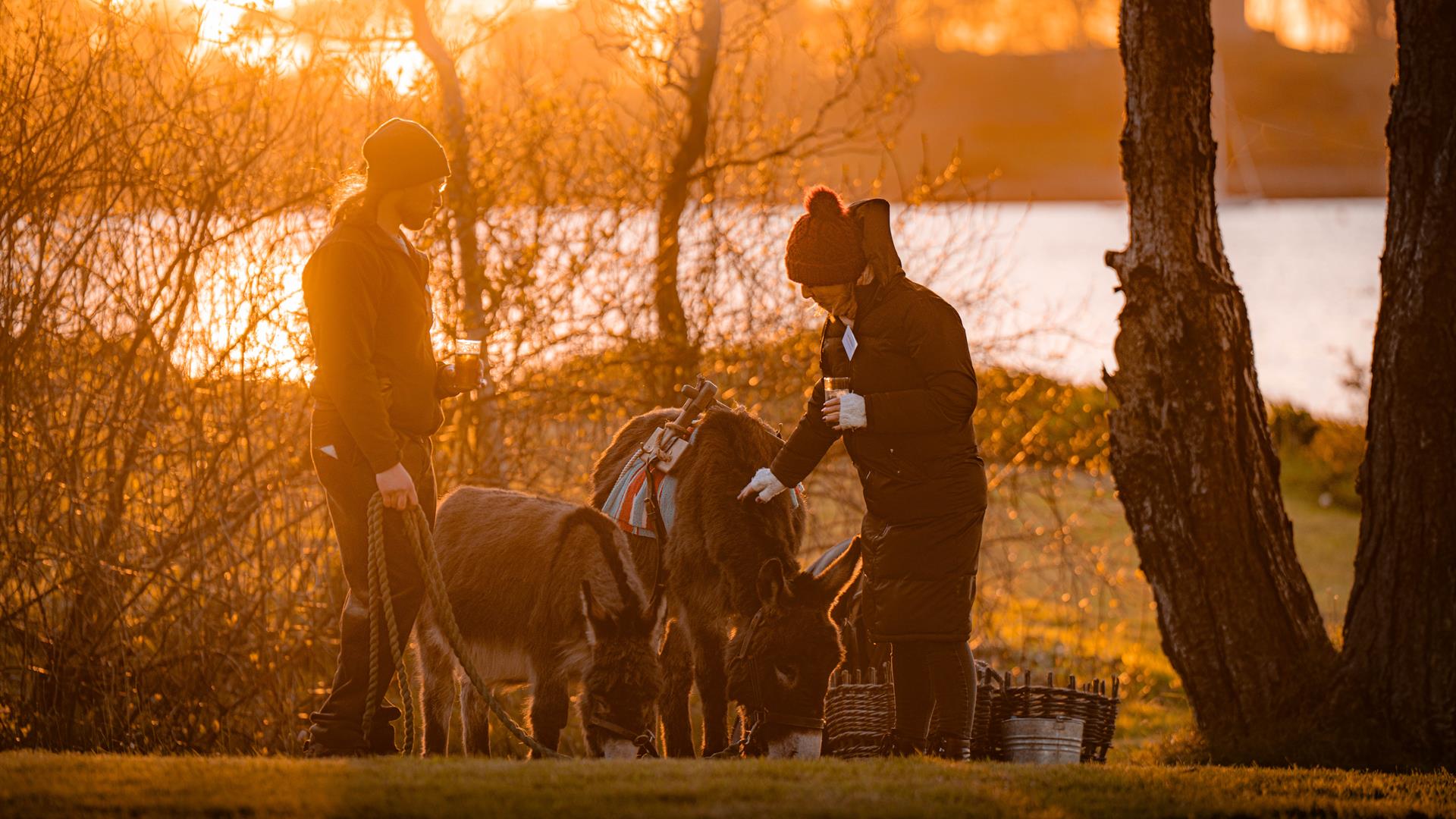 Donkey with Sunset