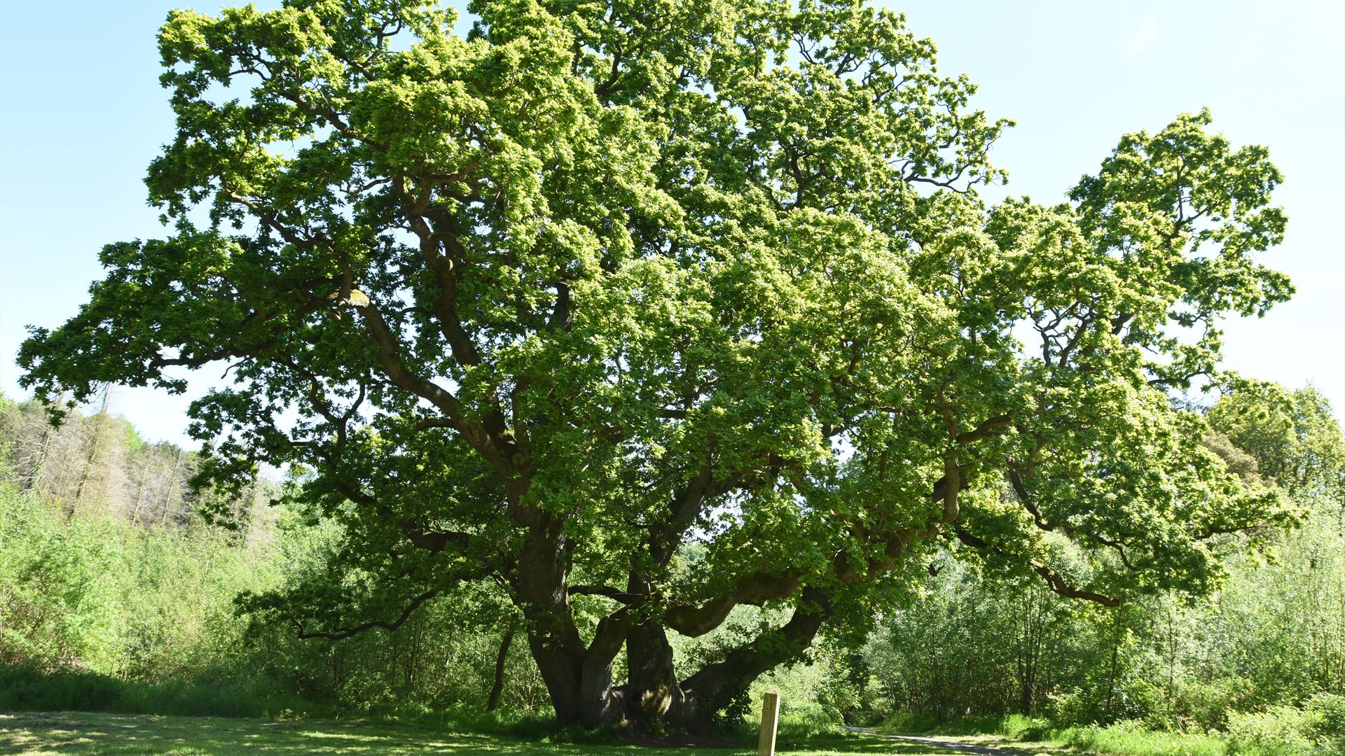 Hidden History in Lagan Valley Regional Park