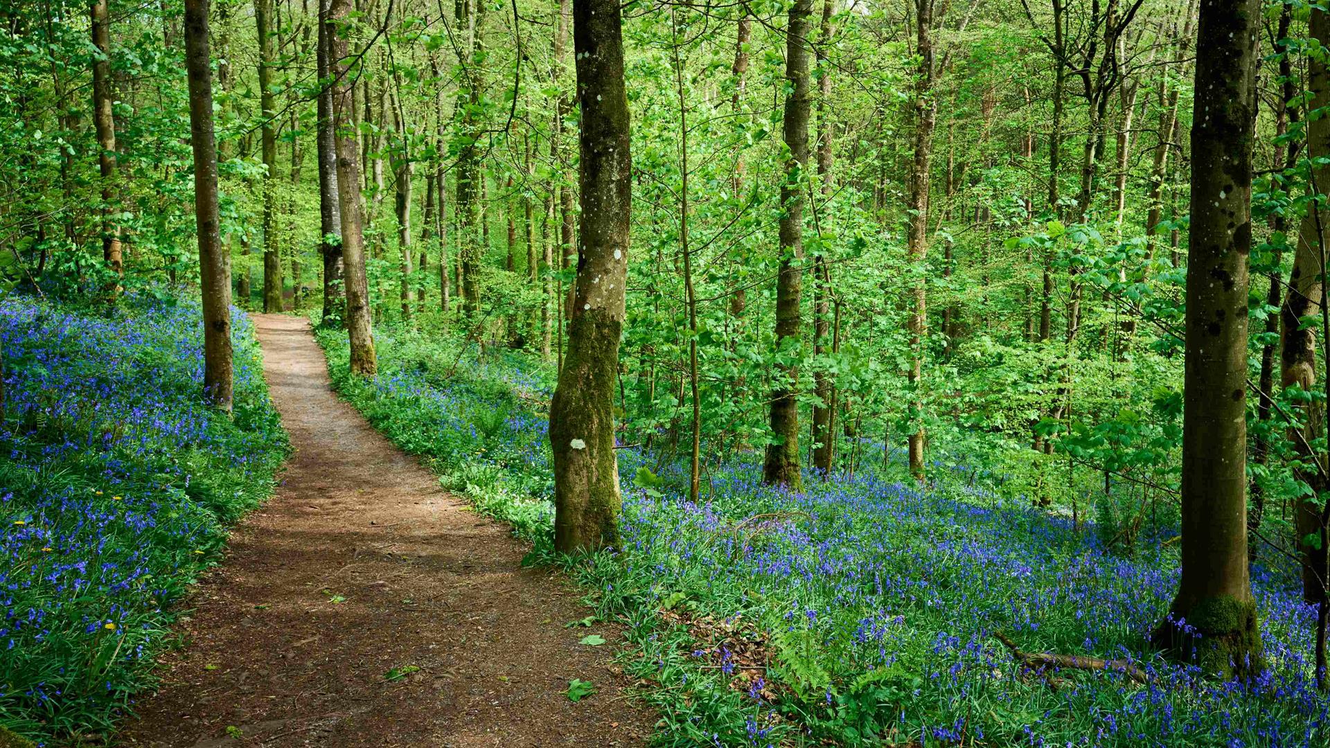 Path through the forest with green trees and loads of bluebells