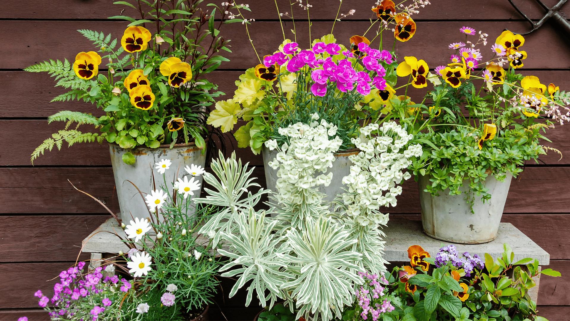 Flowers in pots
