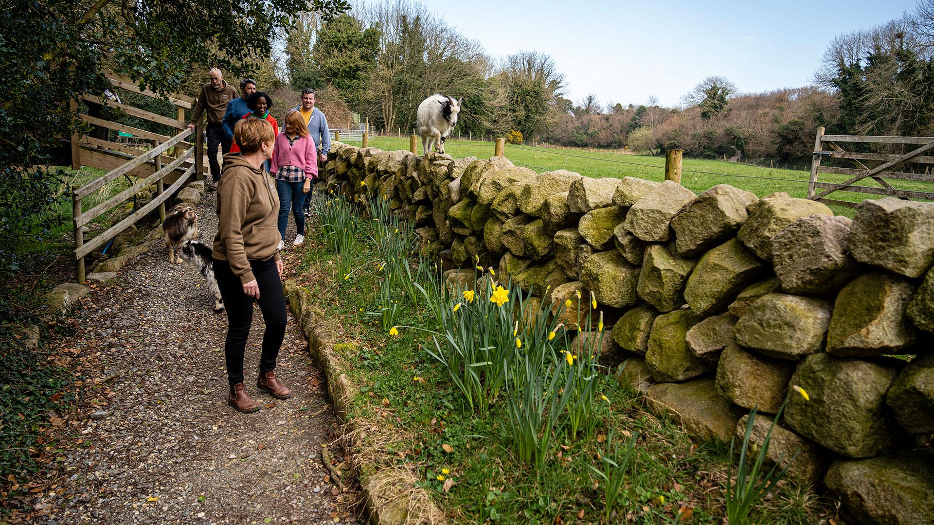 Group enjoying the Mourne Dry Stone Wall Building experience with a goat walking on the wall beside them