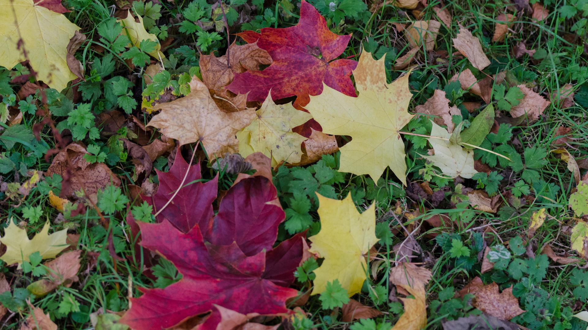Golden Tales & Autumn Trails at Castle Espie