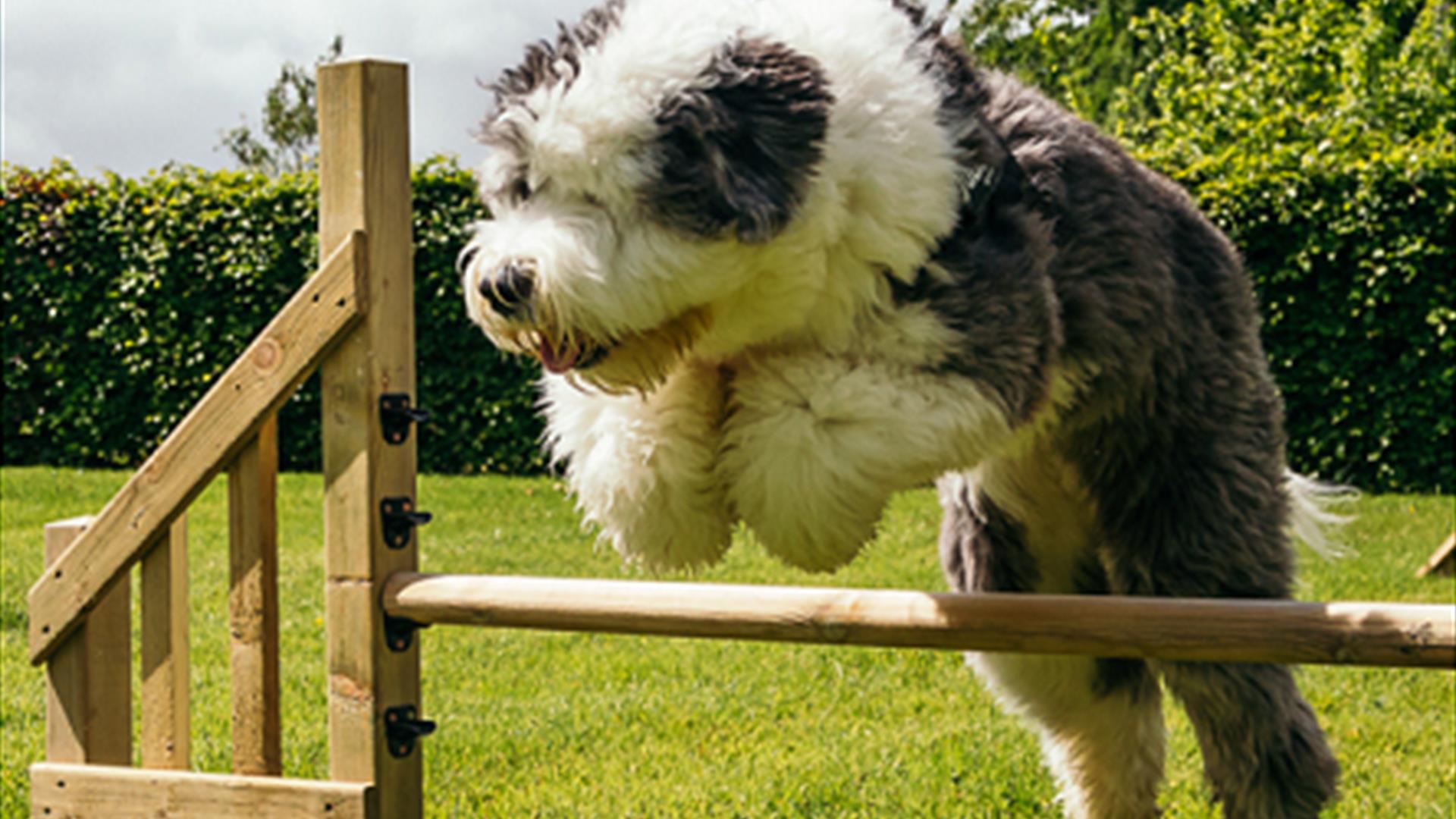 Dog jumping a fence