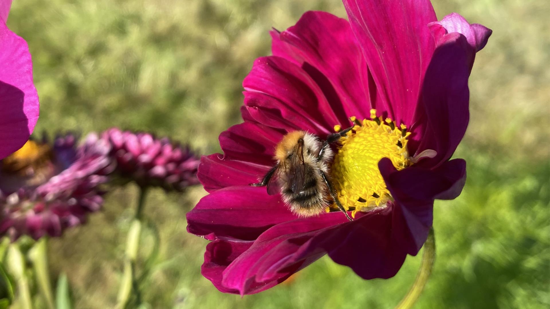a bee rests in a flower