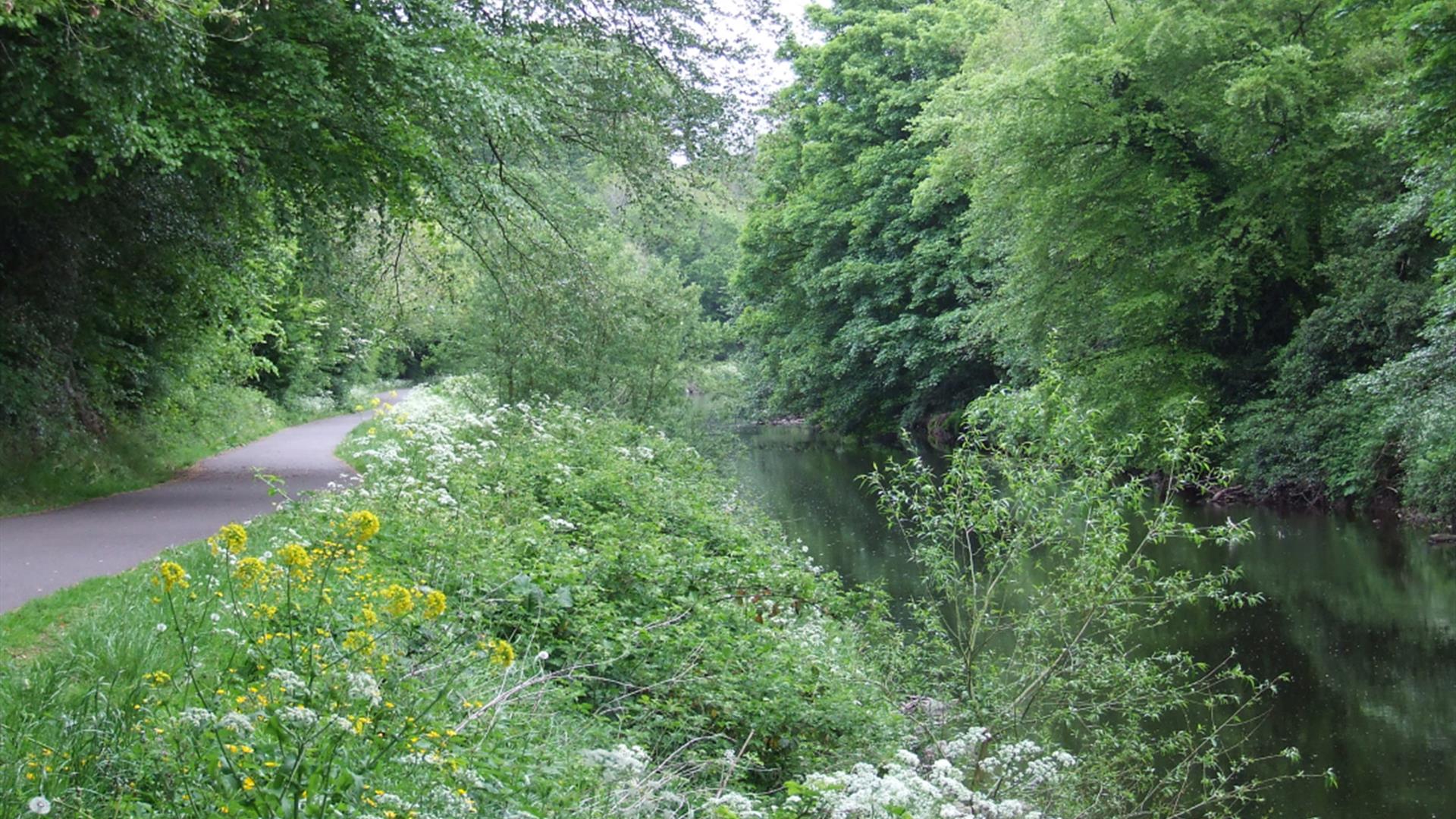 Summer Forage in the Forest