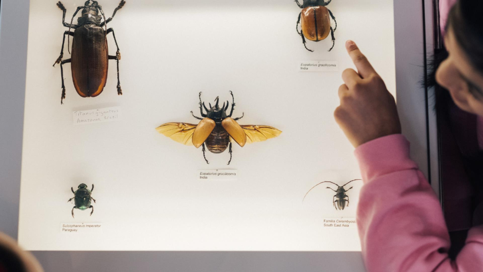 The Big Butterfly Blend In at the Ulster Museum
