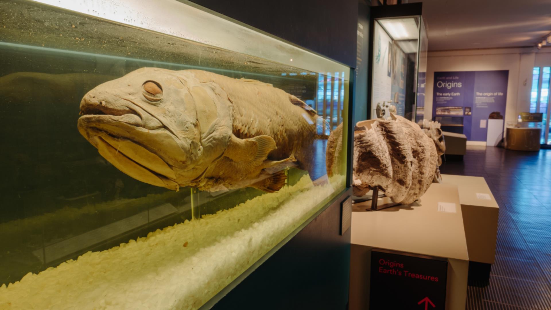 Learn about the  intriguing life of the Coelacanth at the Ulster Museum
