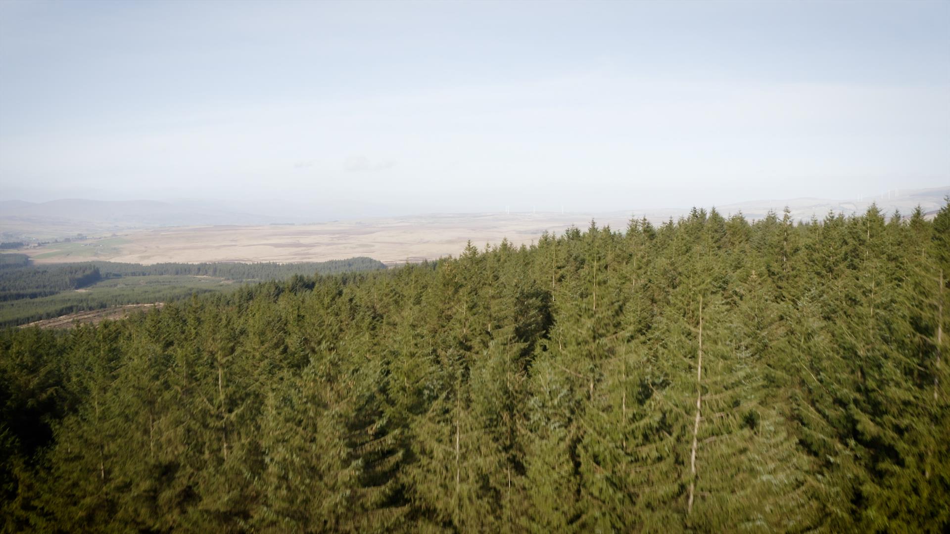 Area view of forest and landscape within Sperrin Mountains