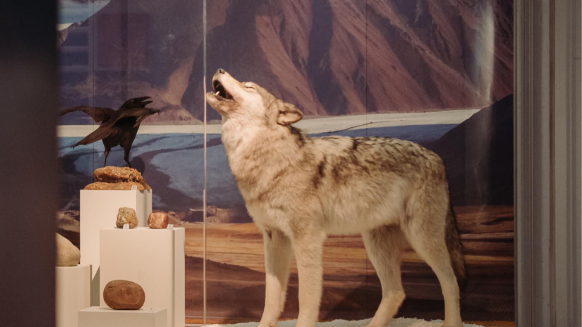 A grey wolf in a case at Ulster Musuem