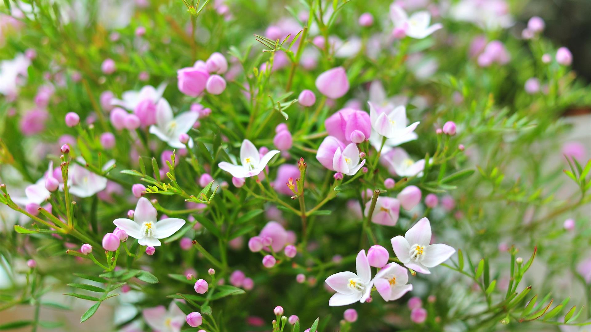 Companion Planting